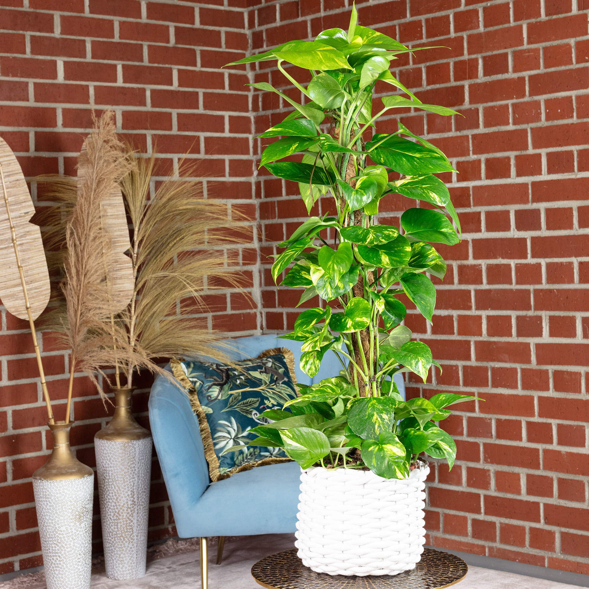 Efeutute am Moosstab - Epipremnum aureum - Hhe ca. 80 cm, Topf- 19 cm |  eBay