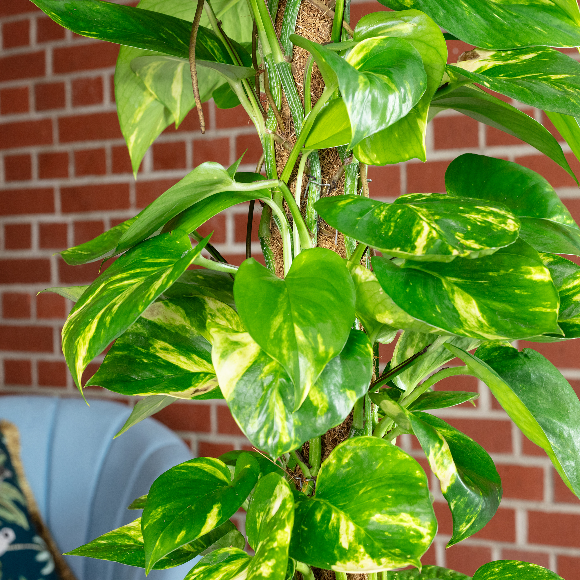 Efeutute am Moosstab - Epipremnum aureum - Hhe ca. 80 cm, Topf- 19 cm |  eBay.de