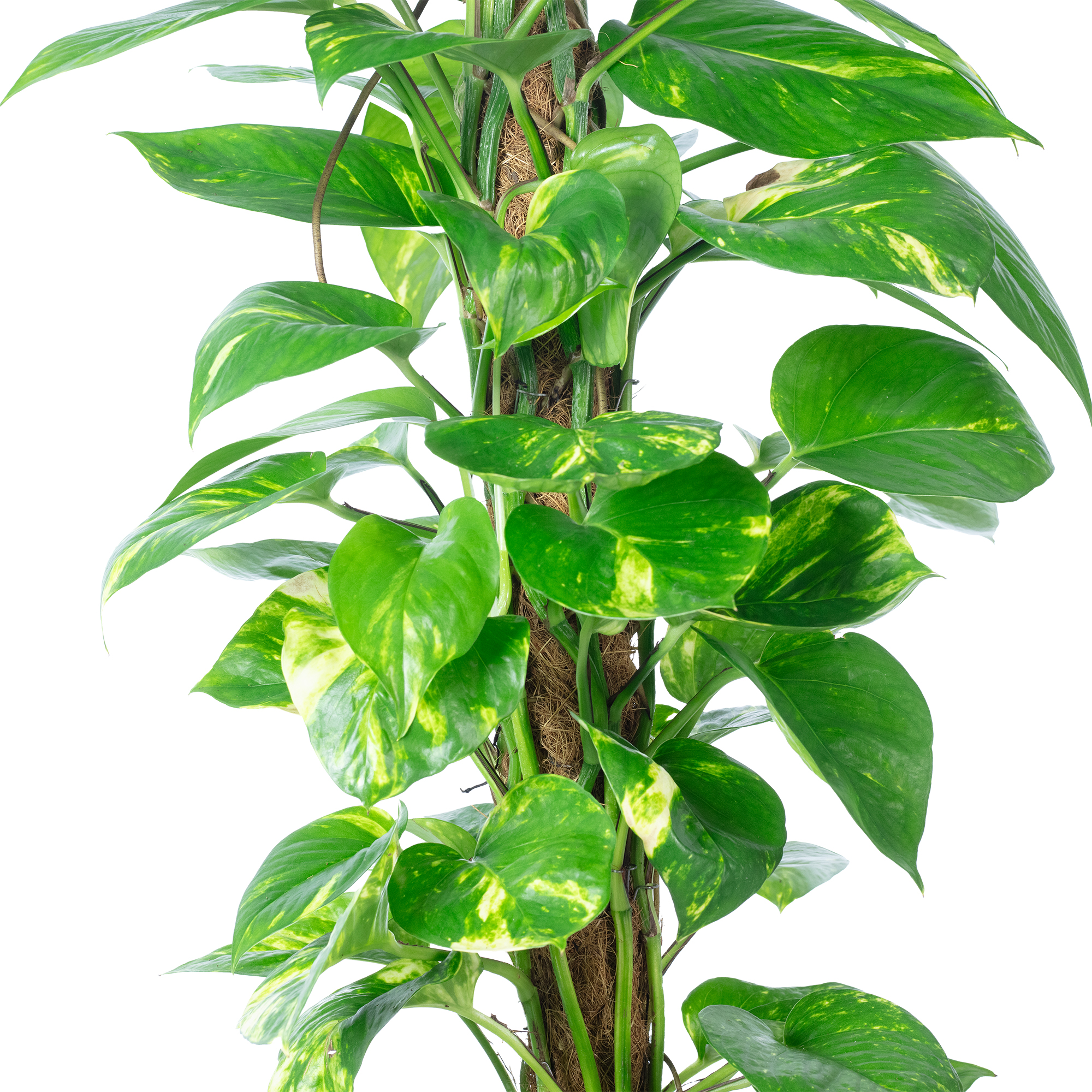 fargesia murielae rufa Rufa (Cold hardy Clumper)