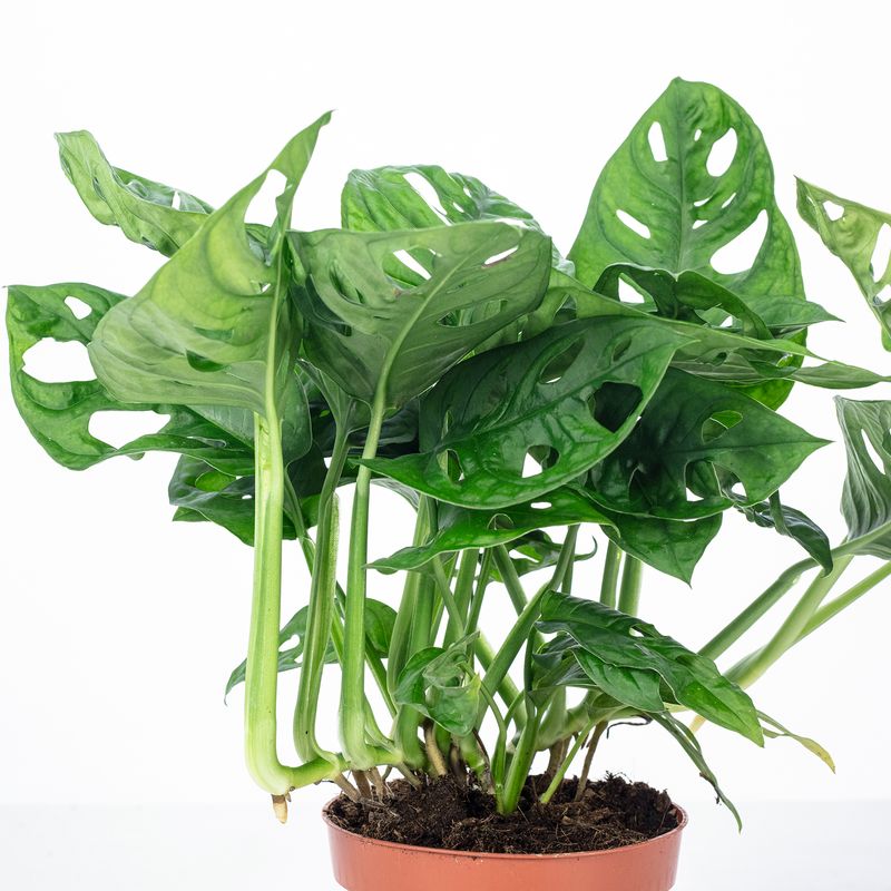 Paket] Pflegeleichtes Fensterblatt - Kletternde Monstera 'Monkey' - Topf-  12 cm, ca. 25 cm | Flowerbox Pro Floristikbedarf Onlineshop (vormals  Blumenzentrale)