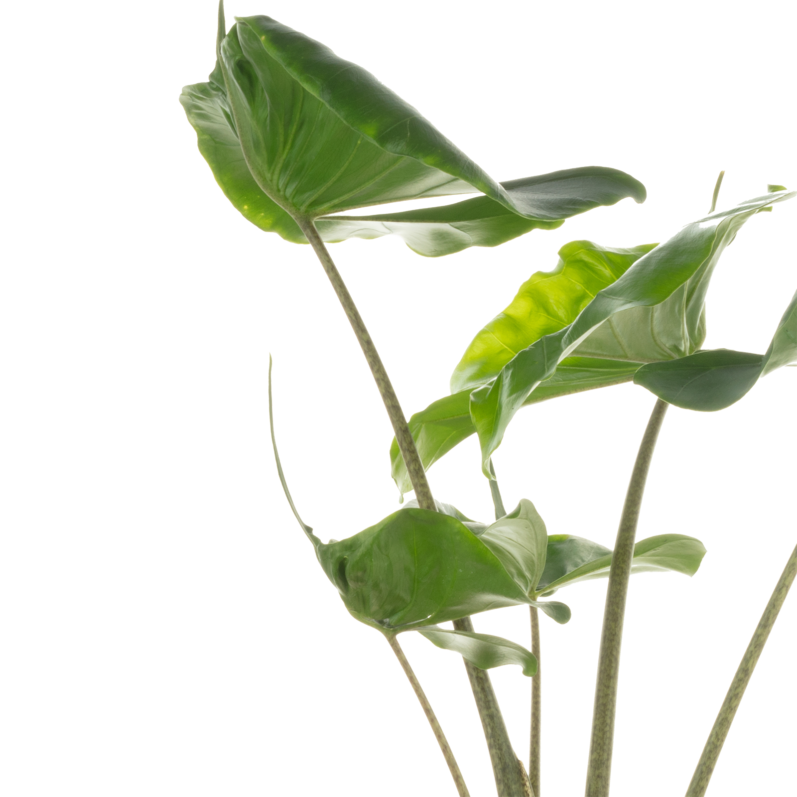 wie schnell wächst glückskastanie Pachira Aquatica kaufen – exotischer Geldbaum mit geflochtenem Stamm –  MyZimmerpflanze.de main image 0