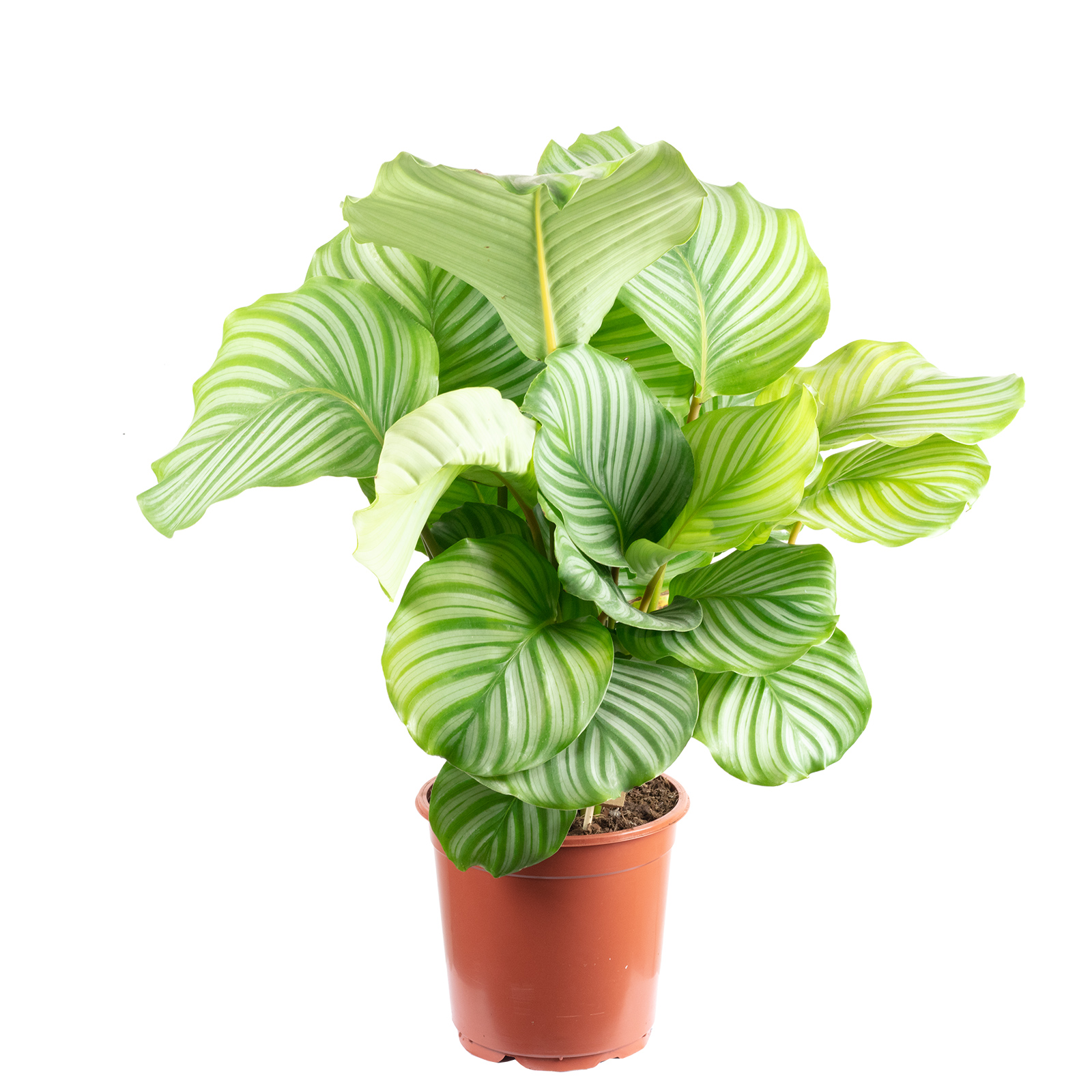 Korbmarante Ornata - Calathea Orbifolia - Hhe ca. 45 cm, Topf- 17 cm