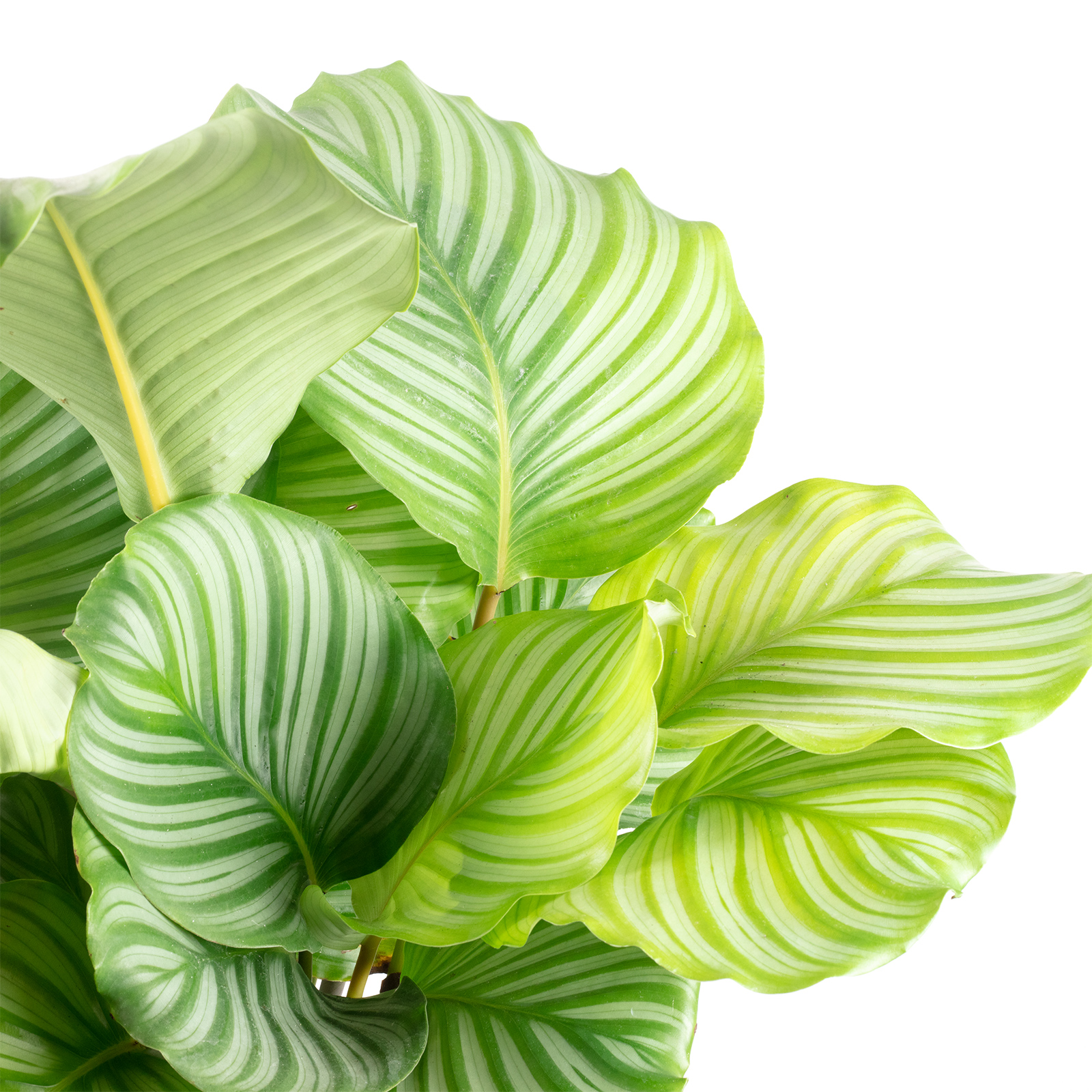 Korbmarante Ornata - Calathea Orbifolia - Hhe ca. 45 cm, Topf- 17 cm