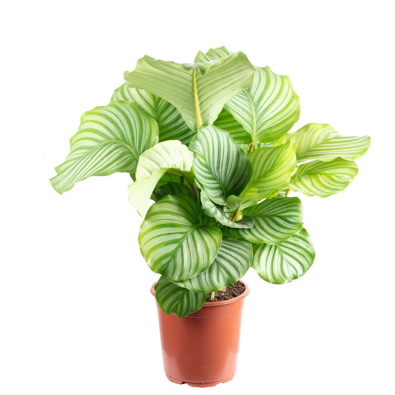 Korbmarante Ornata - Calathea Orbifolia - Hhe ca. 45 cm, Topf- 17 cm |  Flowerbox Pro Floristikbedarf Onlineshop (vormals Blumenzentrale)