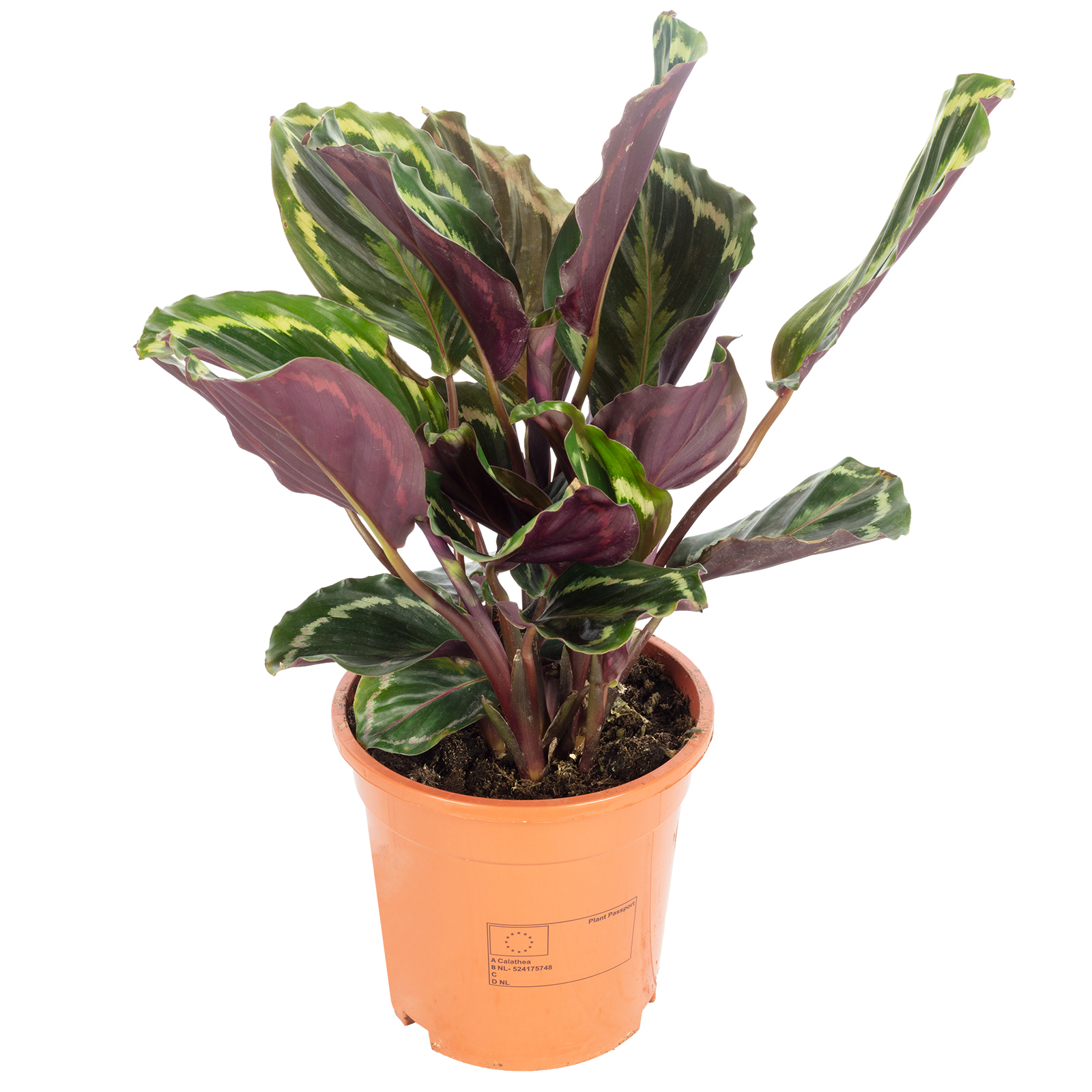 Korbmarante "Medaillon" - Calathea - Hhe ca. 50 cm, Topf- 17 cm