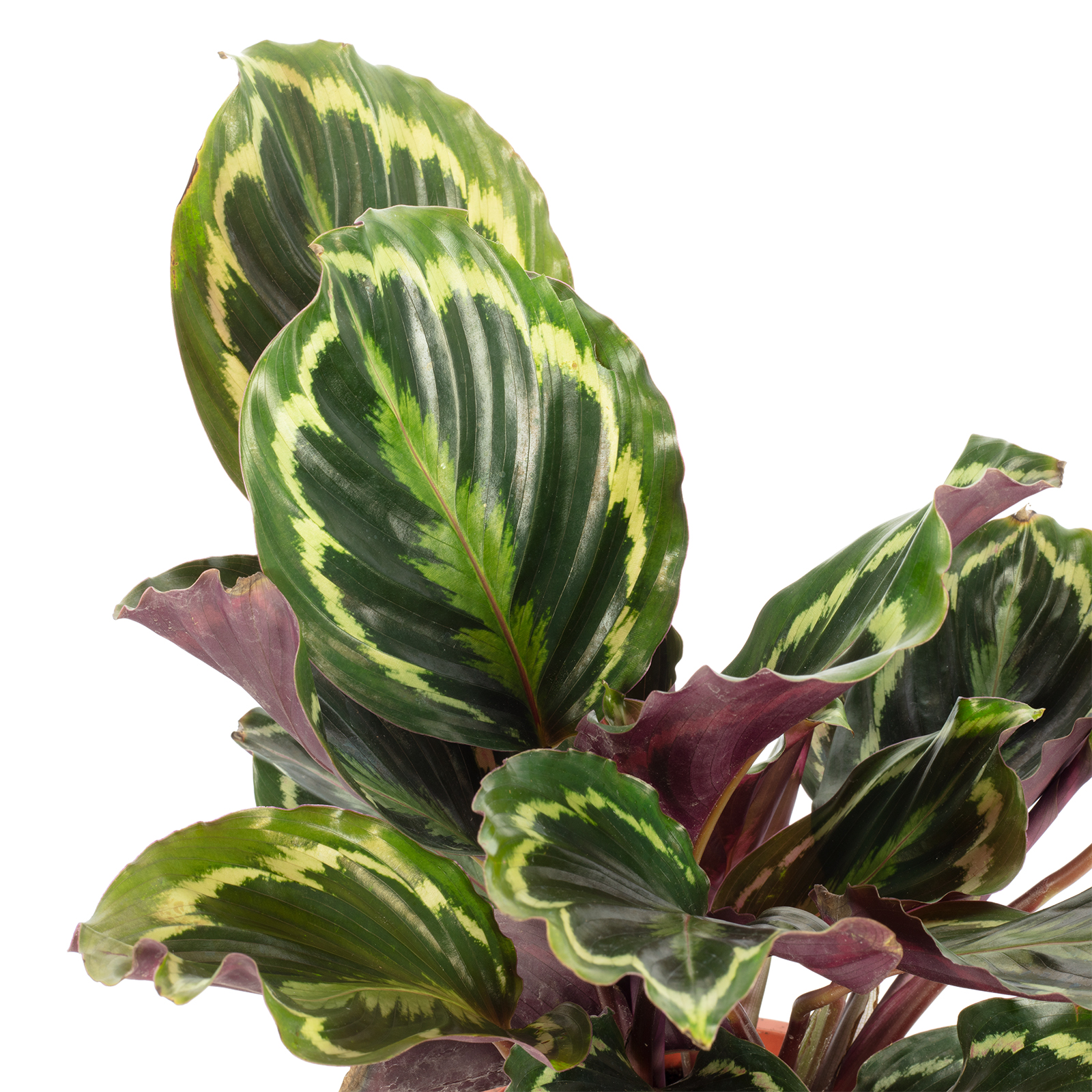 Korbmarante "Medaillon" - Calathea - Hhe ca. 50 cm, Topf- 17 cm |  Flowerbox Pro Floristikbedarf Onlineshop (vormals Blumenzentrale)