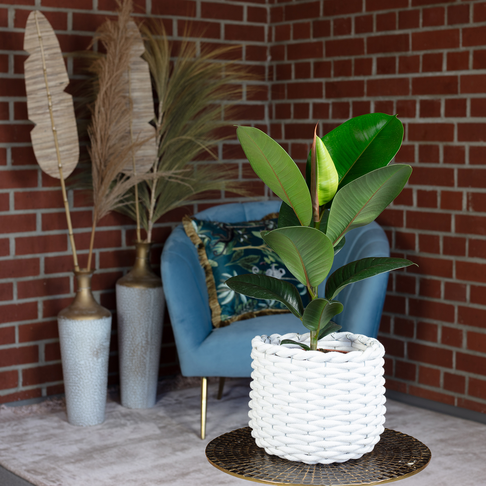 Paket] Topf, bepflanzt mit Gummibaum - Ficus elastica "Robusta" - Hhe ca.  50 cm, Topf- 17 cm | Flowerbox Pro Floristikbedarf Onlineshop (vormals  Blumenzentrale)