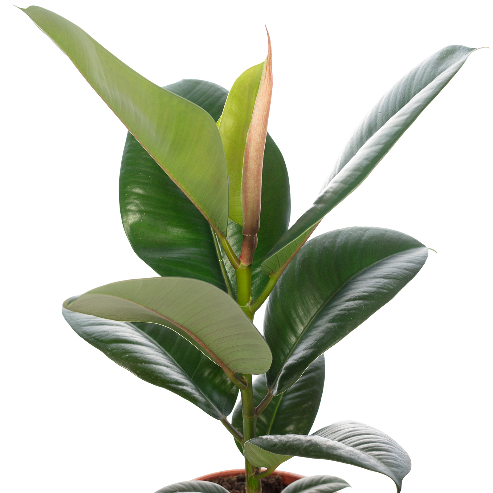 [Paket] Topf, bepflanzt mit Gummibaum - Ficus elastica "Robusta" - Hhe ca.  50 cm, Topf- 17 cm