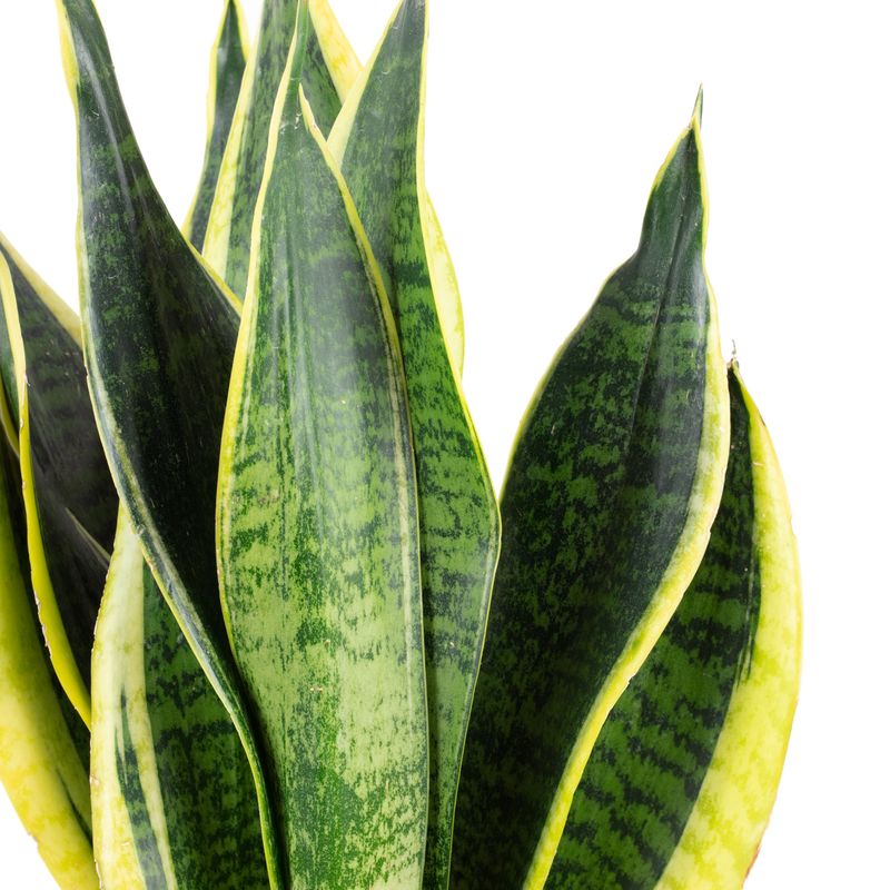 Paket] Topf, bepflanzt mit Bogenhanf - Sansevieria trifasciata Laurentii -  Hhe ca. 45 cm, Topf- 14 cm | Flowerbox Pro Floristikbedarf Onlineshop  (vormals Blumenzentrale)