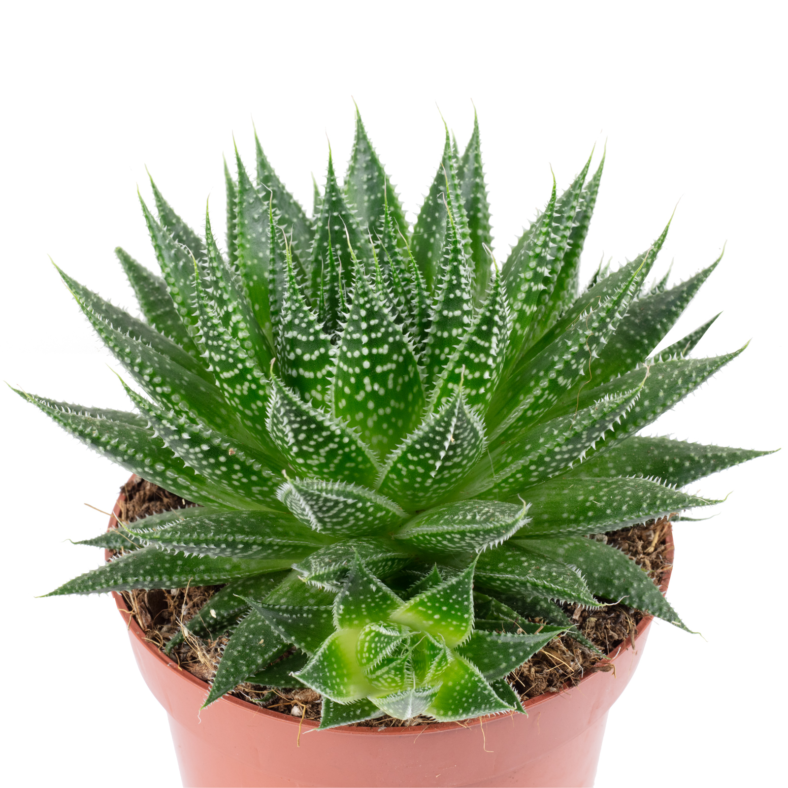 Paket] Topf, bepflanzt mit Aloe - Aloe aristata "magic rocks" - Hhe ca. 20  cm, Topf- 12 cm | Flowerbox Pro Floristikbedarf Onlineshop (vormals  Blumenzentrale)