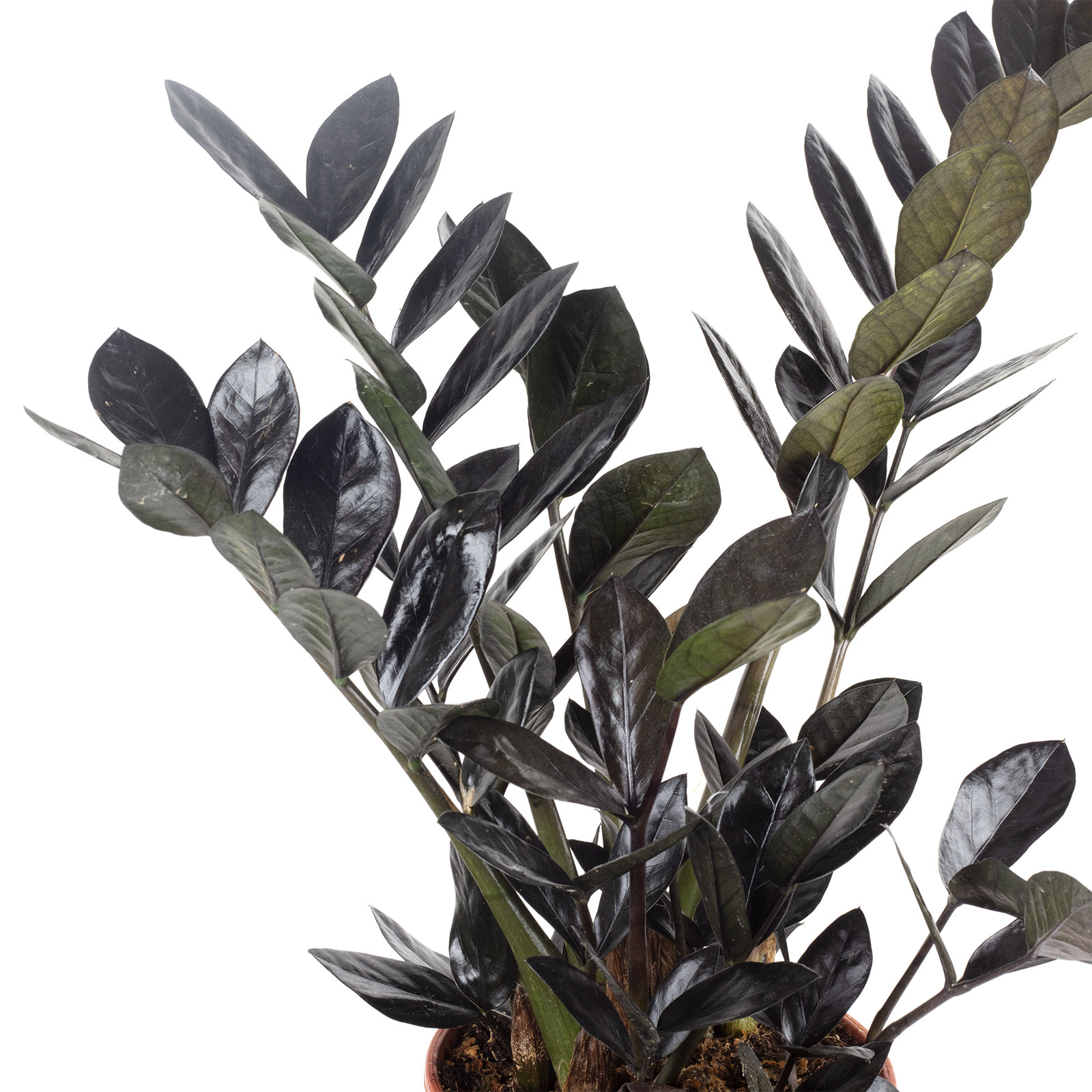 geigenfeige 2m Geigen-Feige Ficus Lyrata Zimmerpflanze Ø27cm ↕100cm kaufen