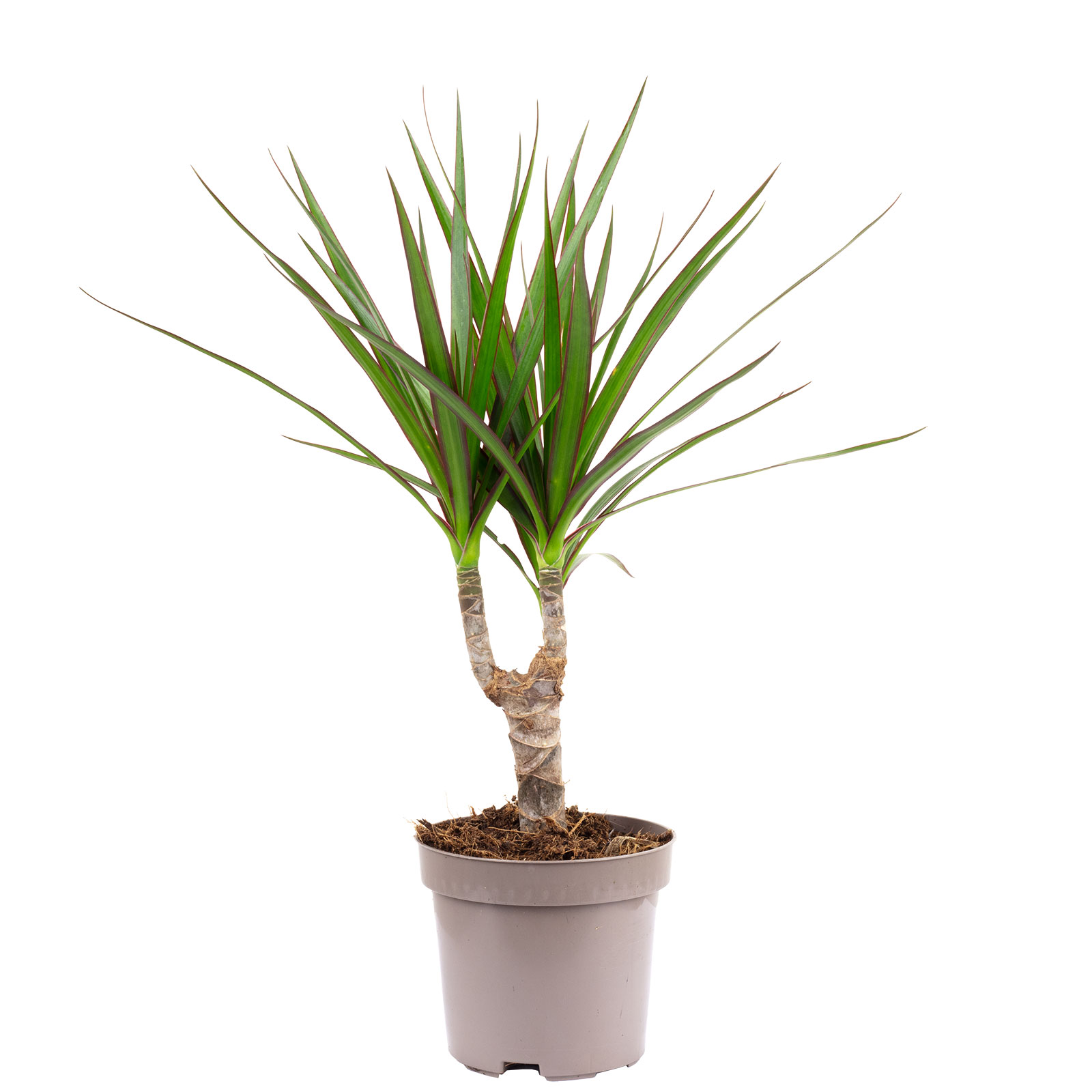 Paket] Topf, bepflanzt mit Drachenbaum - Dracaena Marginata - Hhe ca. 35  cm, Topf- 12 cm | Flowerbox Pro Floristikbedarf Onlineshop (vormals  Blumenzentrale)