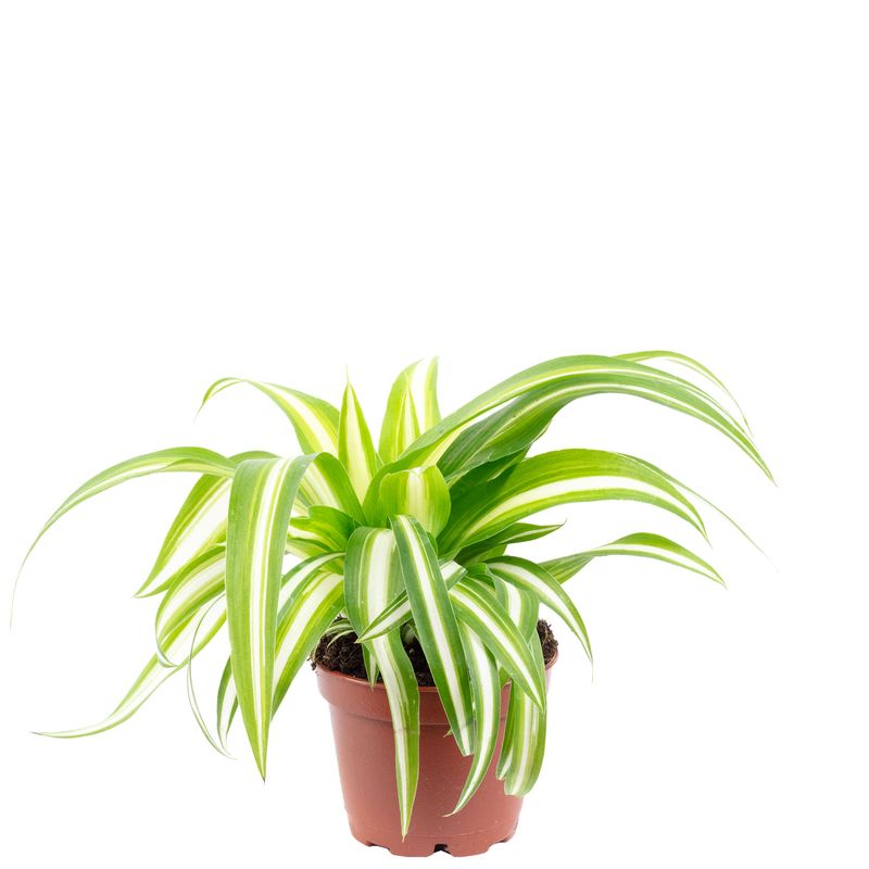 Paket] Topf, bepflanzt mit Grnlilie - Chlorophytum Comosum Variegata -  Hhe ca. 15 cm, Topf- 6 cm | Flowerbox Pro Floristikbedarf Onlineshop  (vormals Blumenzentrale)