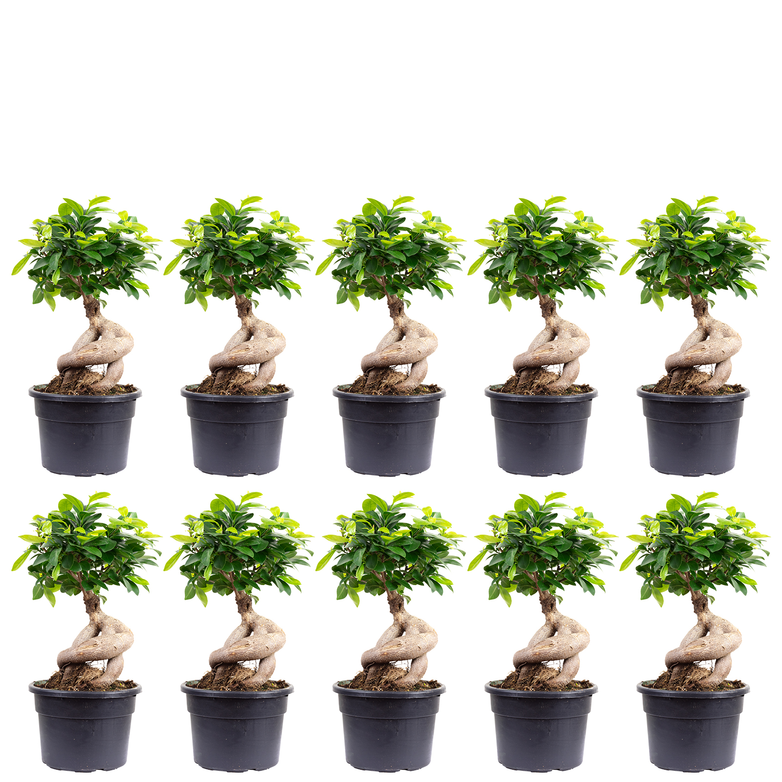 Paket] 10-er Set Chinesische Feige - Ficus Ginseng - Hhe ca. 40 cm, Topf-  17 cm | Flowerbox Pro Floristikbedarf Onlineshop (vormals Blumenzentrale)