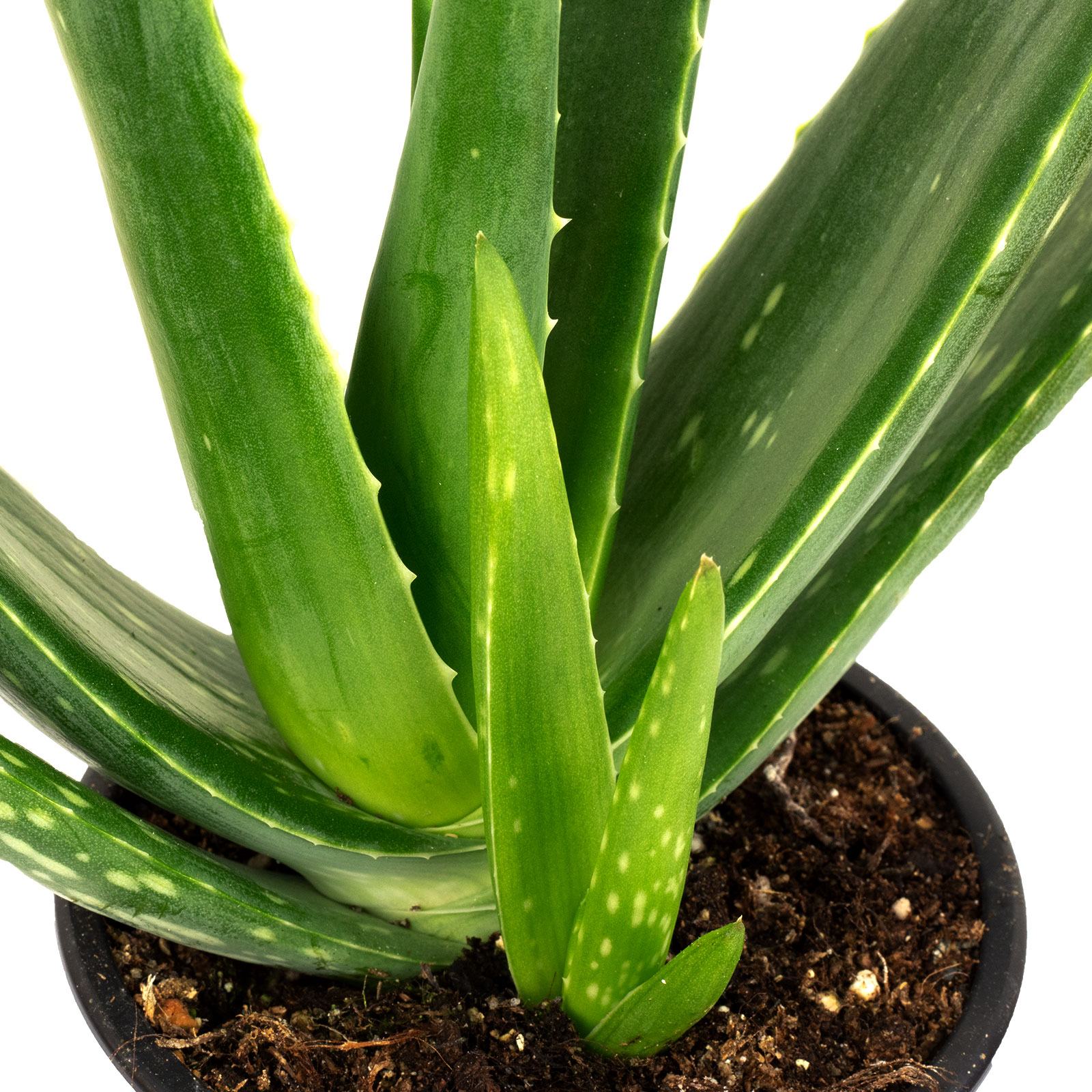 Paket] 5er-Set Echte Aloe - Aloe vera - Hhe ca. 40 cm, Topf- 12 cm |  Flowerbox Pro Floristikbedarf Onlineshop (vormals Blumenzentrale)