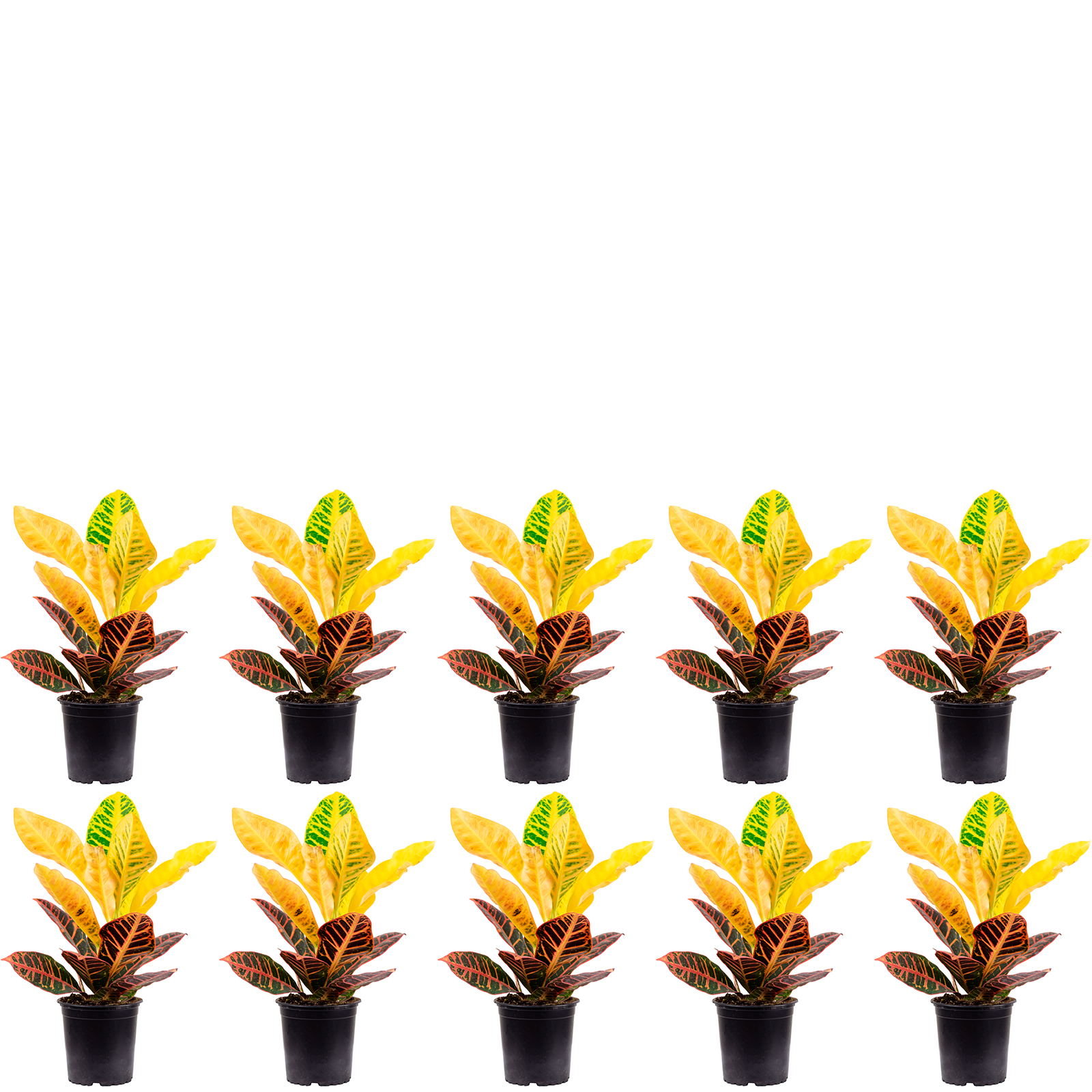 Paket] 10er-Set Wunderstrauch 'Petra' - Codiaeum Petra - Hhe ca. 40 cm,  Topf- 13 cm | Flowerbox Pro Floristikbedarf Onlineshop (vormals  Blumenzentrale)