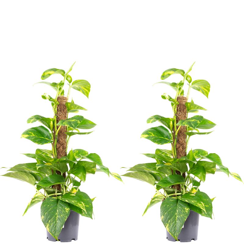 [Paket] 2er-Set Efeutute am Moosstab - Epipremnum aureum - Hhe ca. 50 cm,  Topf- 15 cm | Flowerbox Pro Floristikbedarf Onlineshop (vormals  Blumenzentrale)