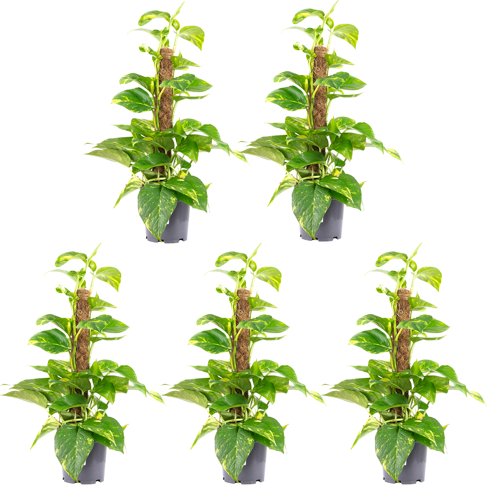 [Paket] 5erSet Efeutute am Moosstab Epipremnum aureum Höhe ca. 50