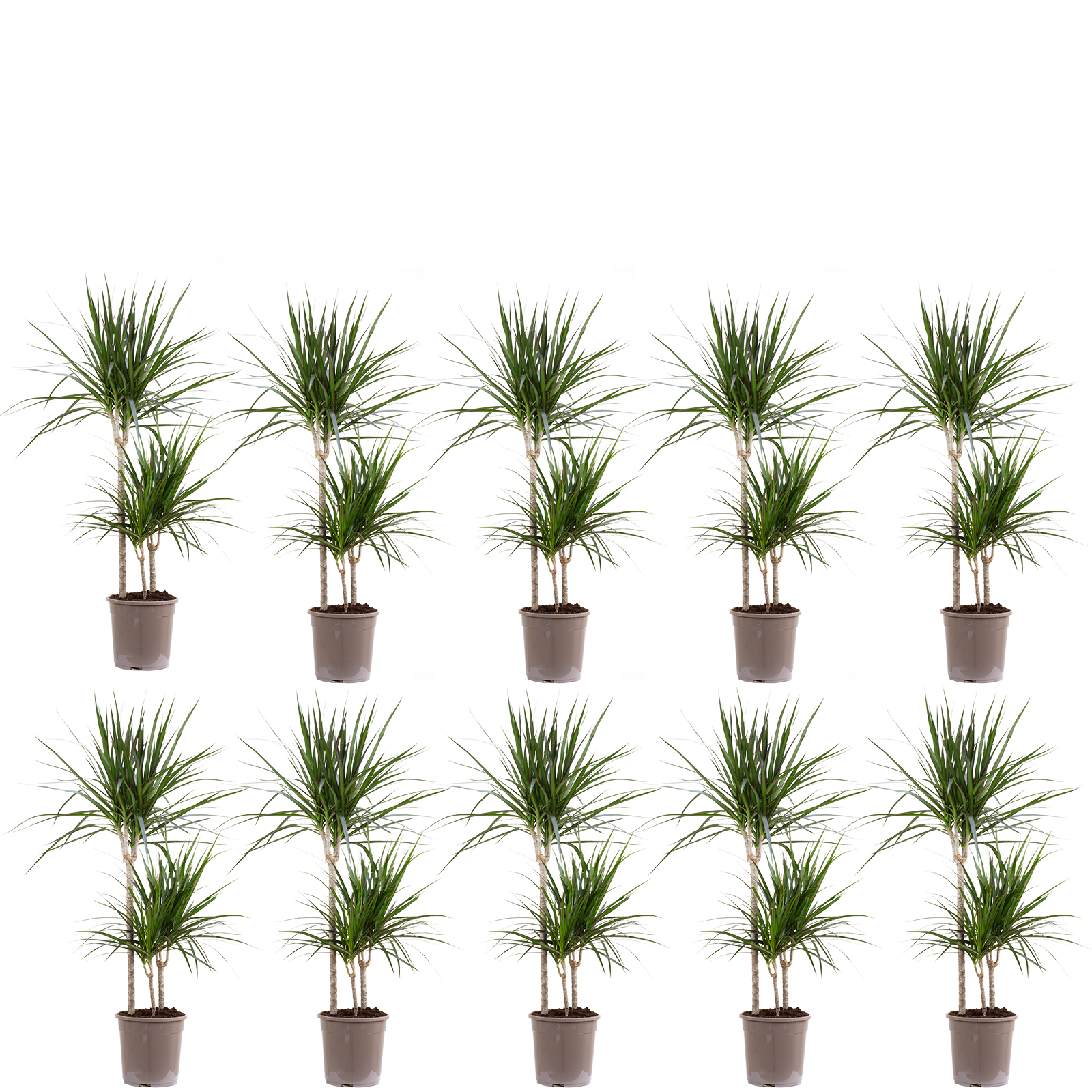 Paket] 10er-Set Gerandeter Drachenbaum 3er-Tuff - Dracaena Marginata - Hhe  ca. 120 cm, Topf- 24 cm | Flowerbox Pro Floristikbedarf Onlineshop  (vormals Blumenzentrale)