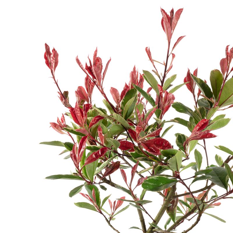Weigrne Glanzmispel pink - Photinia fraseri 'Pink Marble' - Hhe ca. 60  cm, Topf- 23 cm | Flowerbox Pro Floristikbedarf Onlineshop (vormals  Blumenzentrale)