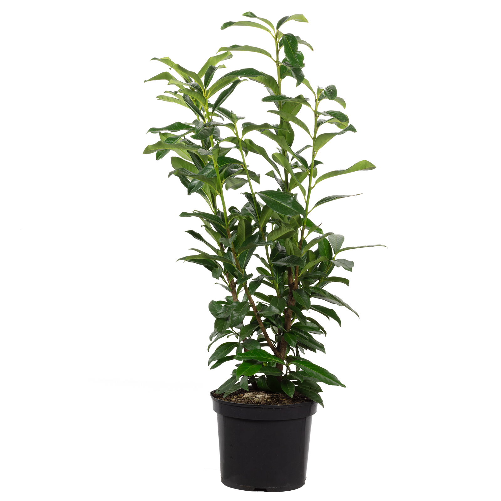 Kirschlorbeer - Prunus laurocerasus 'Genolia' - Hhe ca. 90 cm, Topf- 26  cm - C7,5 - topfgewachsen | Flowerbox Pro Floristikbedarf Onlineshop  (vormals Blumenzentrale)
