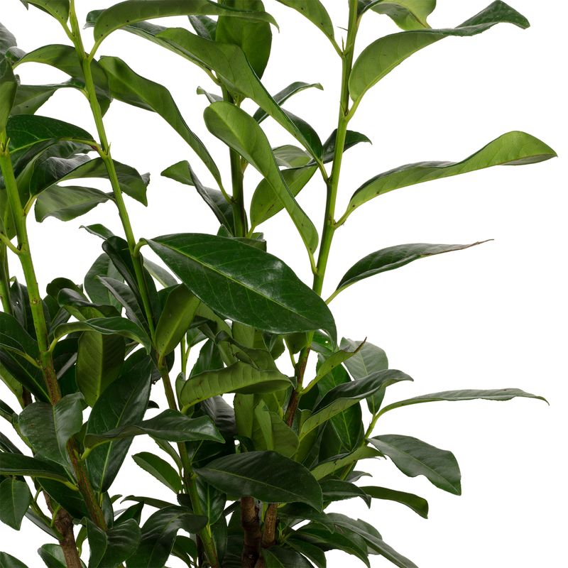 Cherry laurel - Prunus laurocerasus 'Genolia' - height approx. 90 cm, pot-  26 cm - C7,5 - pot-grown | plentyShop LTS