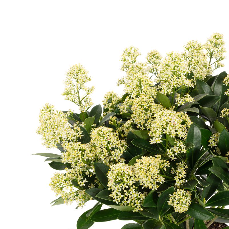 Green BoutiQ Skimmia Japonica Finchy - Winterharde Terrasplant Met Witte Bloemen - Pot 19cm Hoogte 60cm - Set Van 2