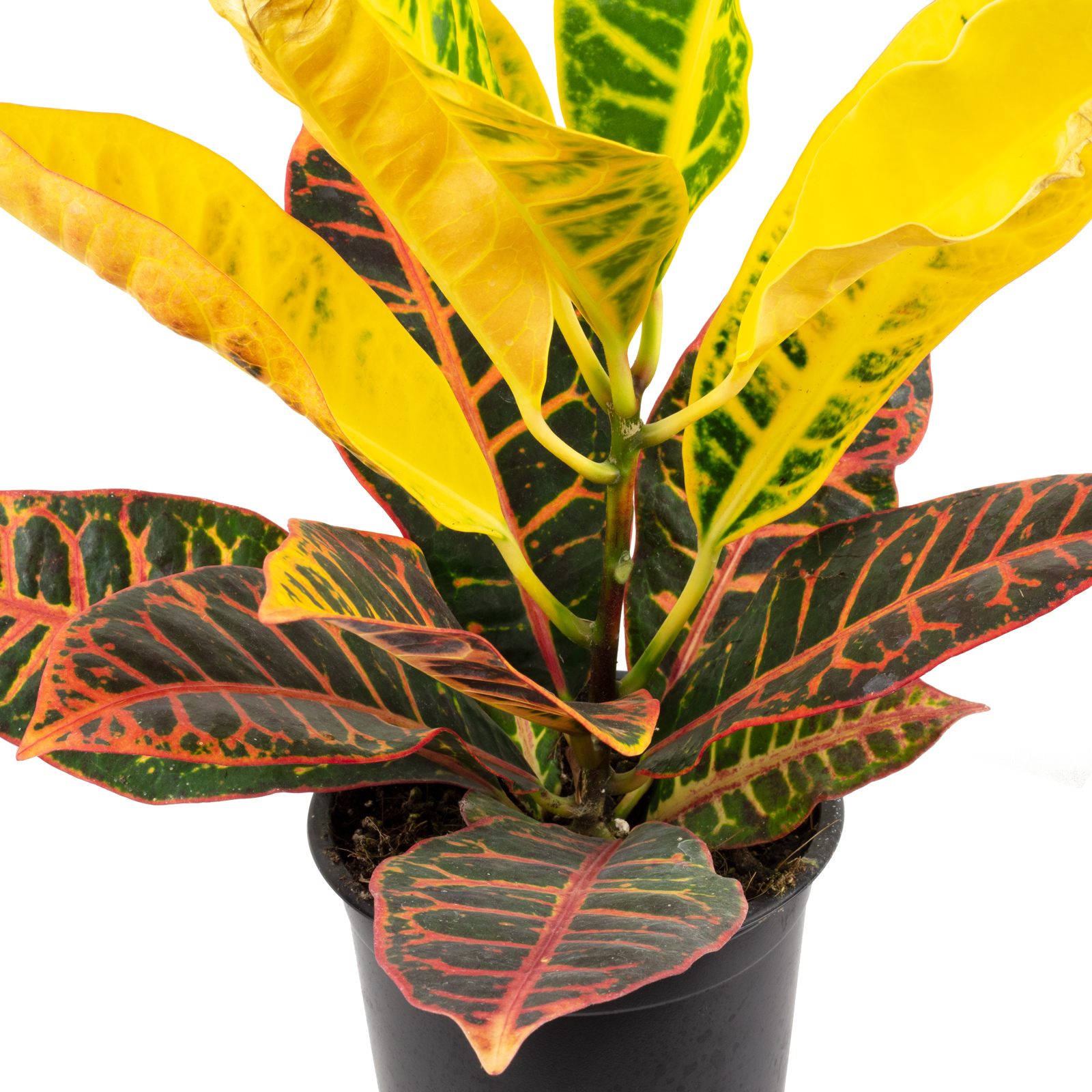 3er-Set Elefantenfu, Wunderstrauch, Alocasia - Hhe ca. 25-40 cm, Topf-  12-14 | eBay.de