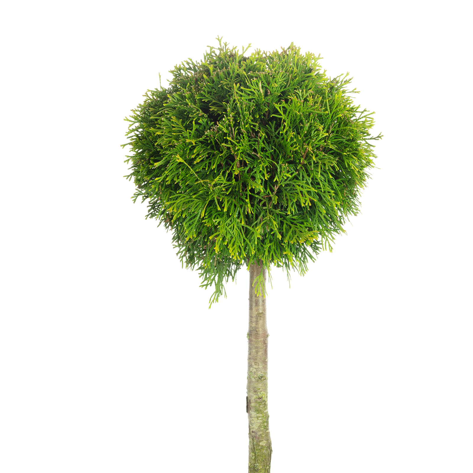 Formthuja Kugel - Thuja occidentalis 'Smaragd' - Hhe ca. 100 cm, Topf- 23  cm | Flowerbox Pro Floristikbedarf Onlineshop (vormals Blumenzentrale)