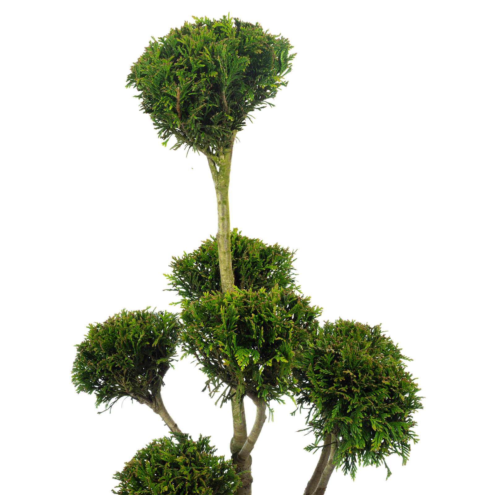 Lebensbaum Formthuja 'Martin Pon Pon' - Thuja occidentalis 'Smaragd' - Hhe  ca. 100 cm, Topf- 28 cm | Flowerbox Pro Floristikbedarf Onlineshop  (vormals Blumenzentrale)
