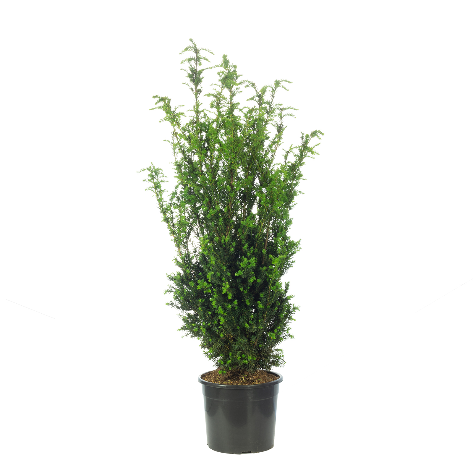 Becher-Eibe - Taxus media 'Hillii' - Hhe ca. 100 cm, C20 | Flowerbox Pro  Floristikbedarf Onlineshop (vormals Blumenzentrale)