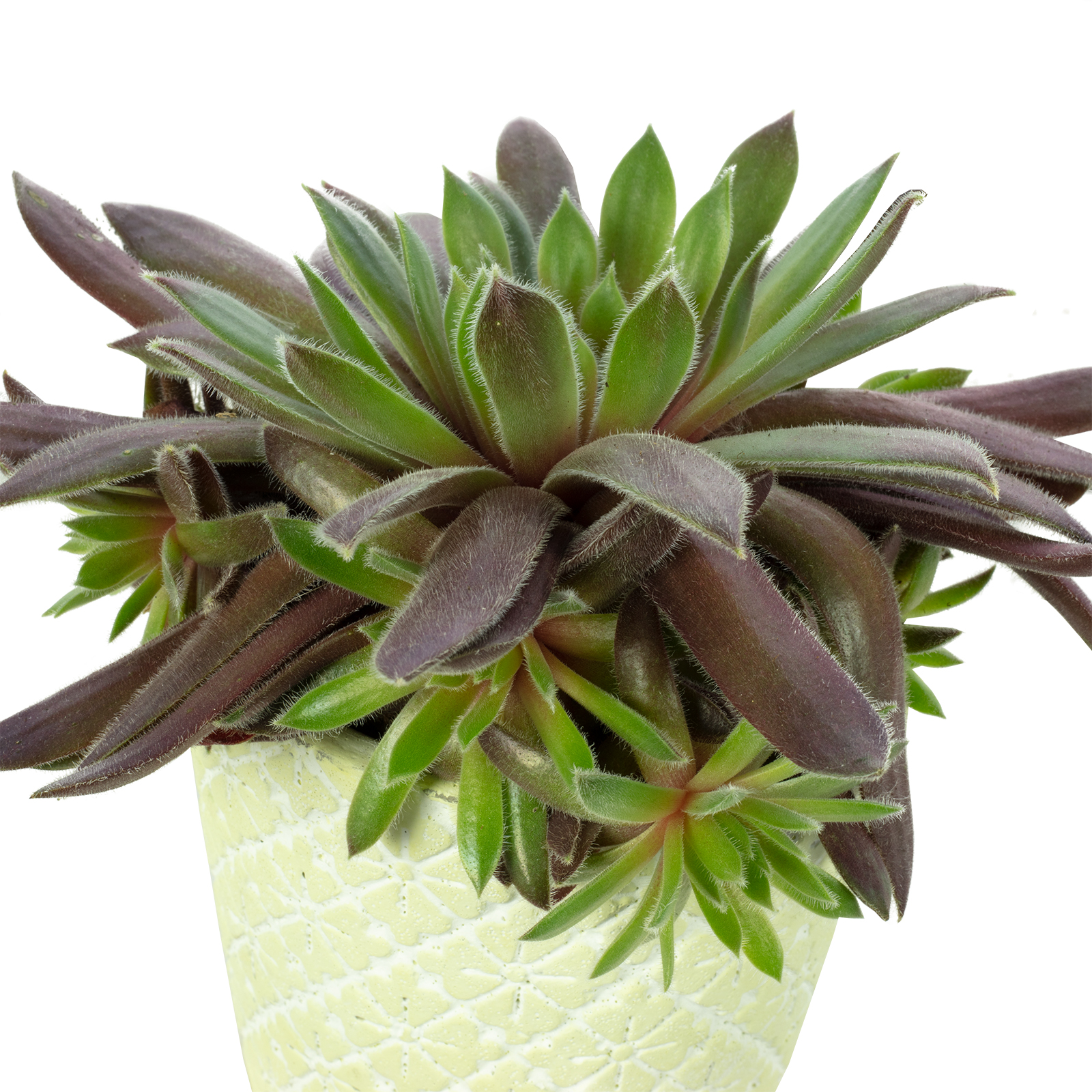 Hauswurz - Sempervivum Mix - Hhe ca. 15 cm, Topf- 11 cm | Flowerbox Pro  Floristikbedarf Onlineshop (vormals Blumenzentrale)