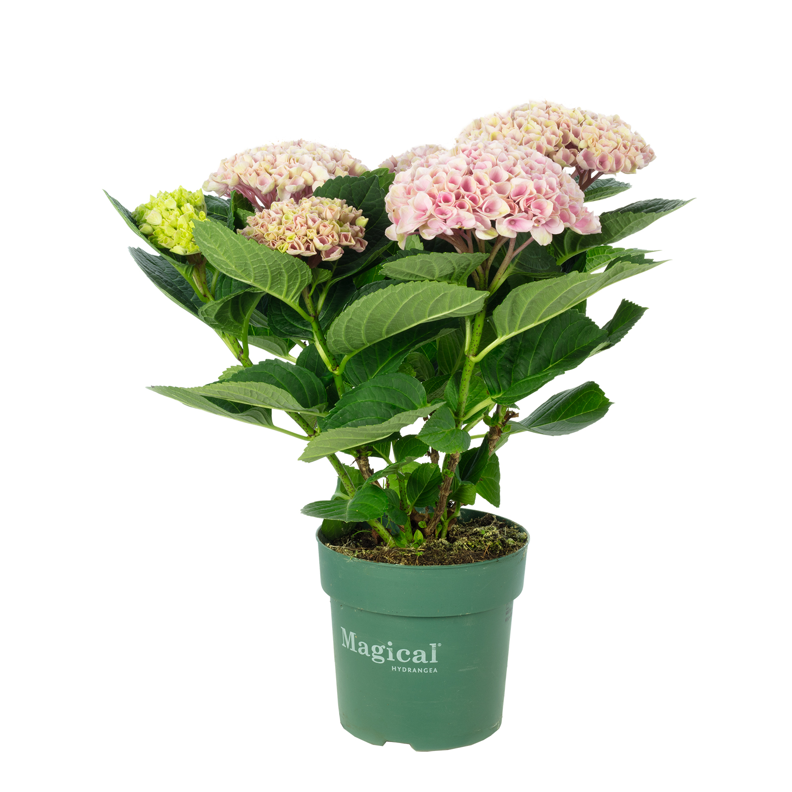 Zimmer-Hortensie rosa - Hydrangea Magical Revolution  - Hhe ca. 35 cm,  Topf- 14 cm