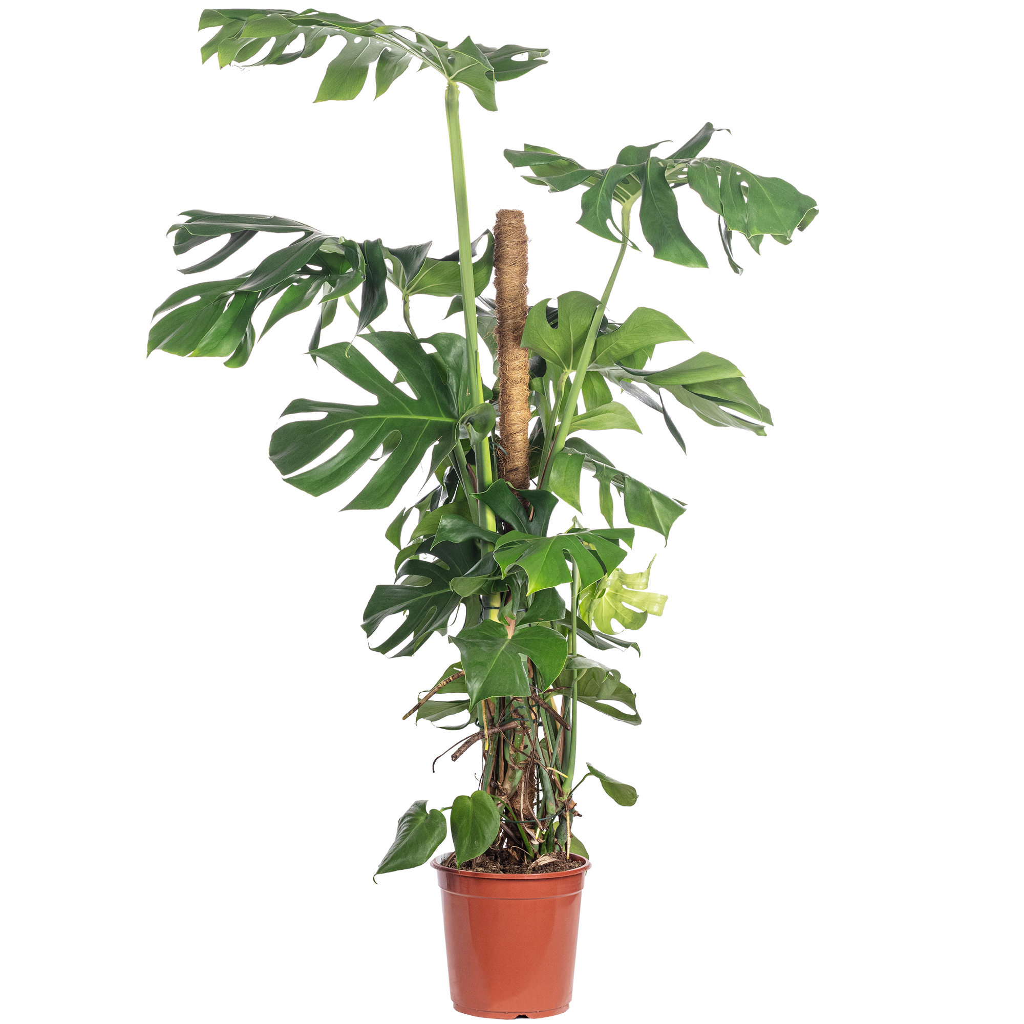 halbmond monstera Monstera Halbmond Kissen / Monstera Blatt Kissen / buntes Monstera Bla –  Enjoy Pillows main image 0