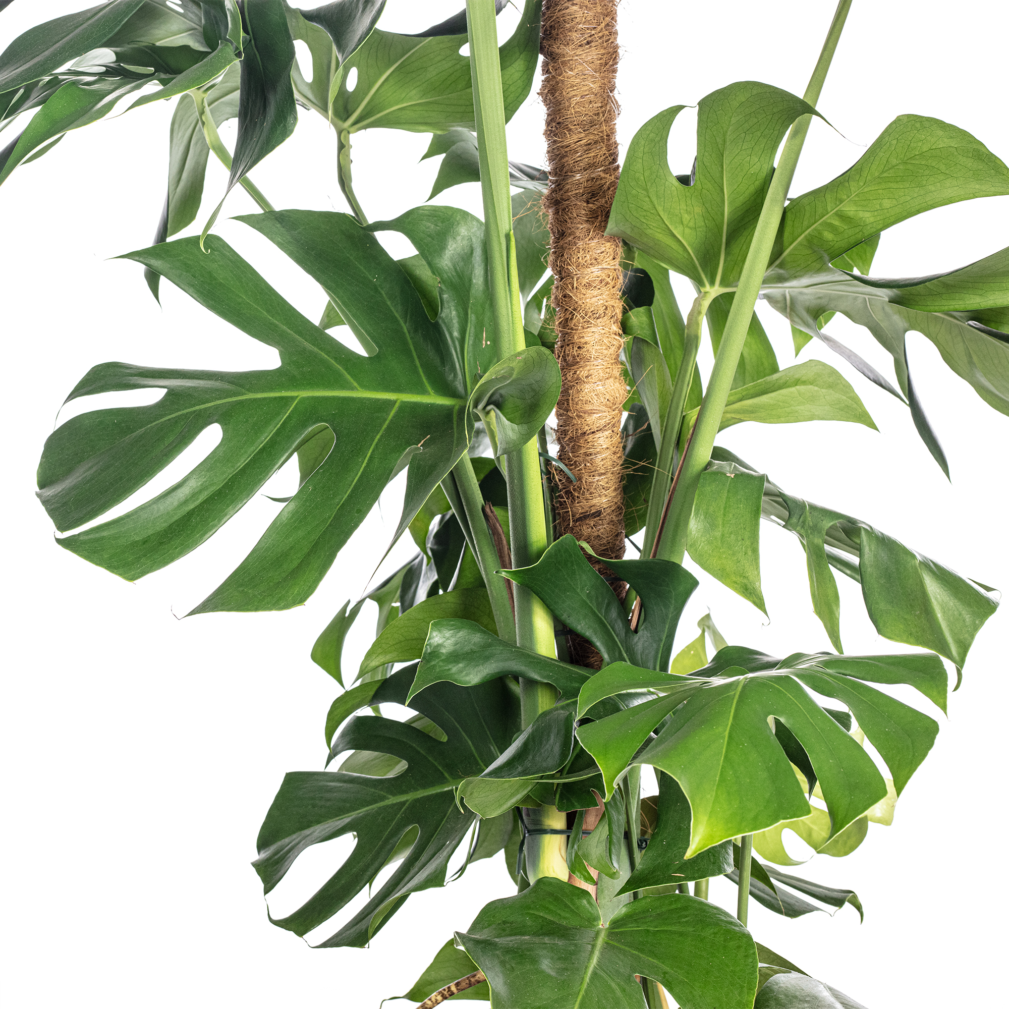 hedera plant English Ivy For Sale (Hedera helix)