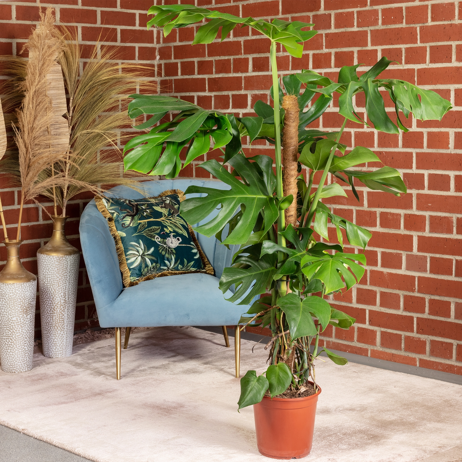 Fensterblatt am Moosstab - Monstera - Hhe ca. 110 cm, Topf- 24 cm |  Flowerbox Pro Floristikbedarf Onlineshop (vormals Blumenzentrale)