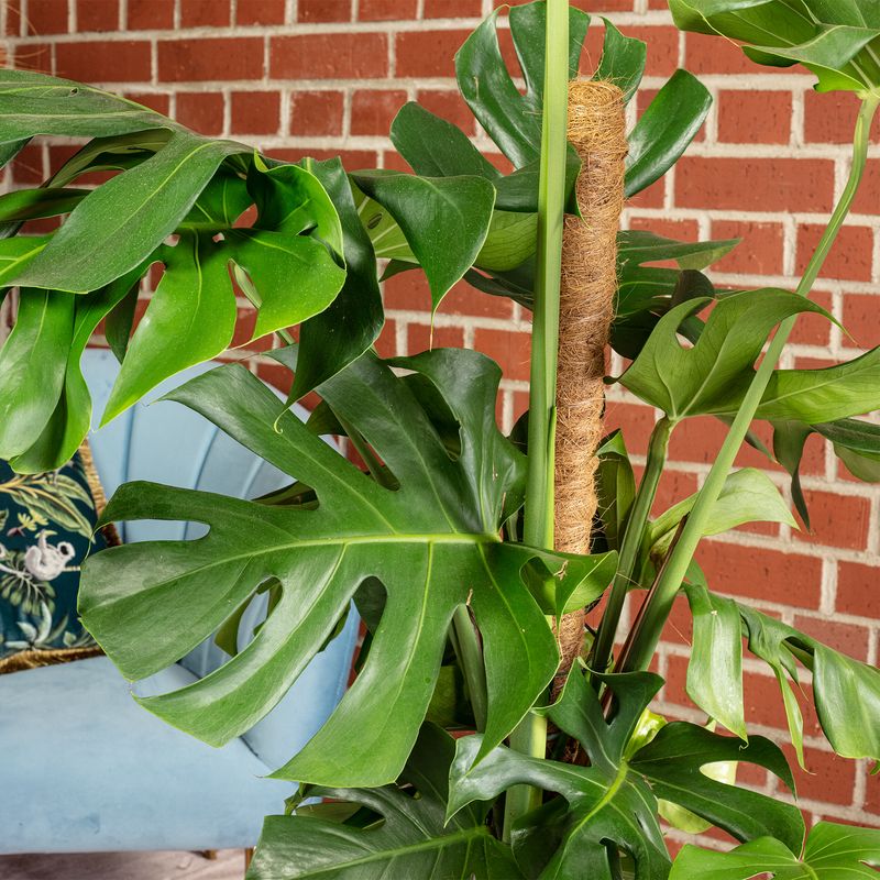 Fensterblatt am Moosstab - Monstera - Hhe ca. 110 cm, Topf- 24 cm |  Flowerbox Pro Floristikbedarf Onlineshop (vormals Blumenzentrale)