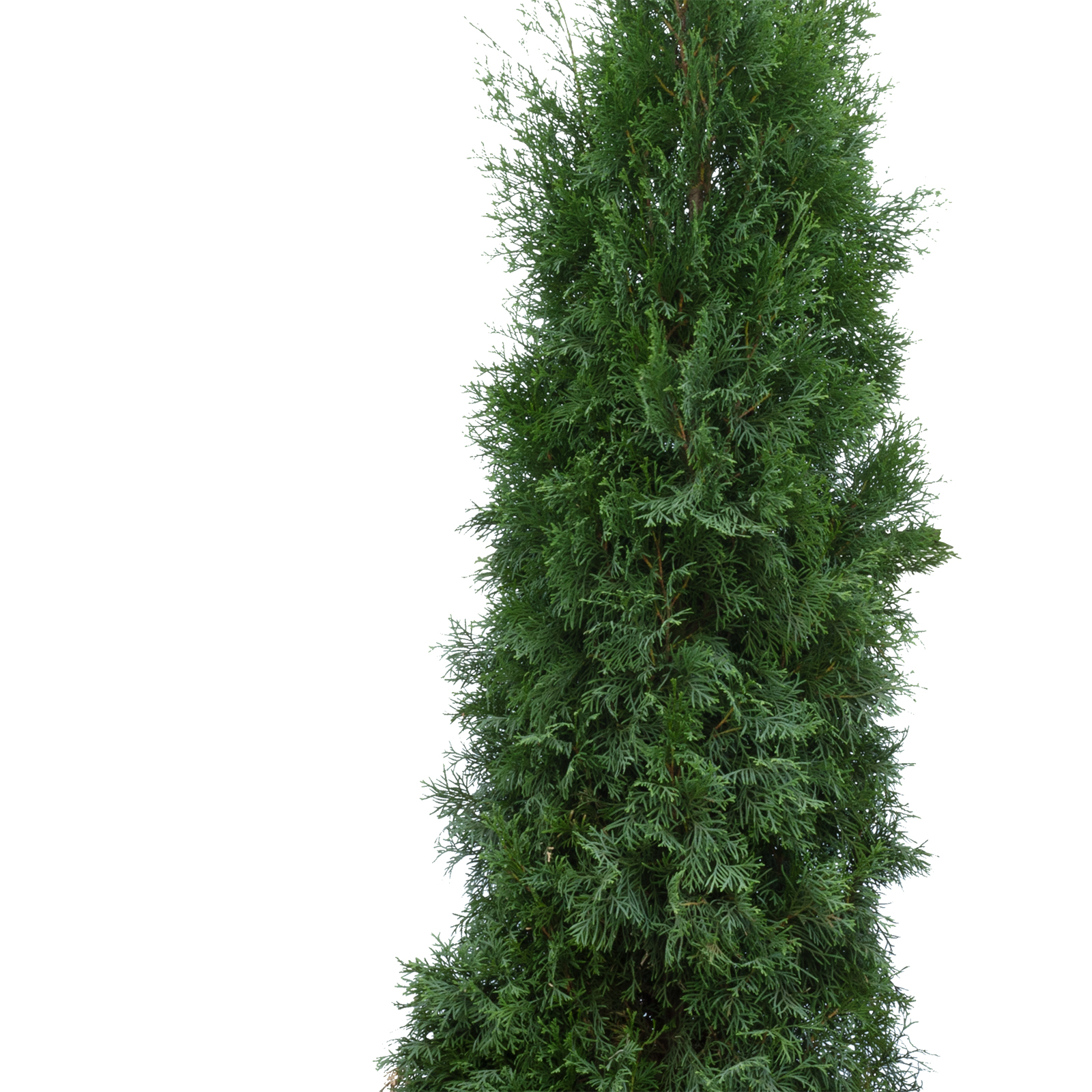 lebensbaum / thuja occidentalis smaragd 160/180 cm Lebensbaum Thuja occidentalis Smaragd 160-180 cm Höhe Ballenware main image 1