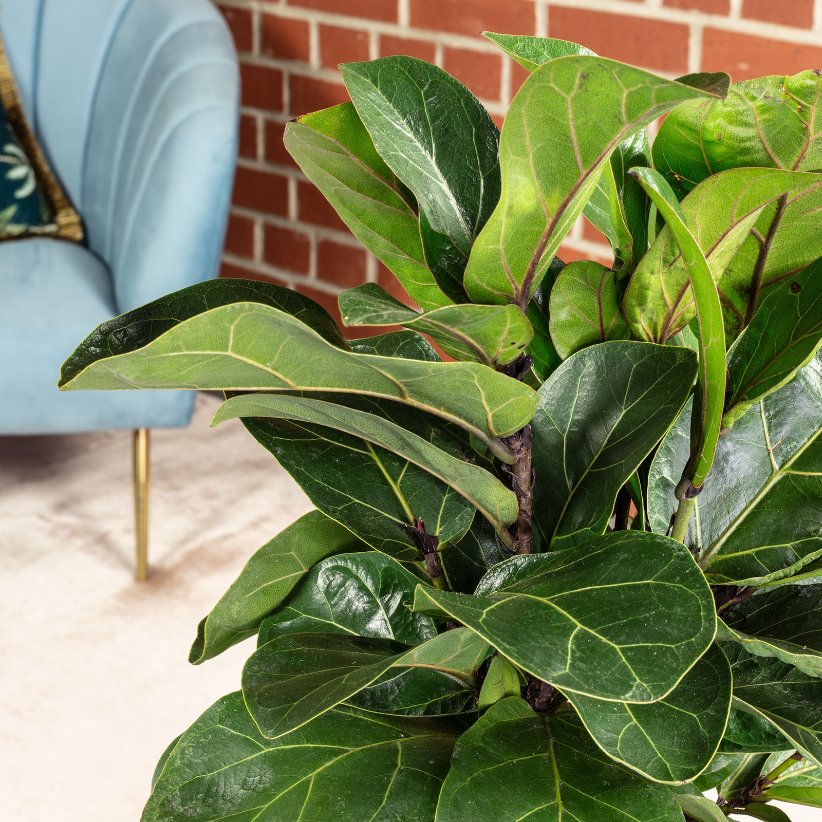 Geigenfeige - Ficus Lyrata 'Bambino Clump' - Hhe ca. 55 cm, Topf- 21 cm |  Flowerbox Pro Floristikbedarf Onlineshop (vormals Blumenzentrale)