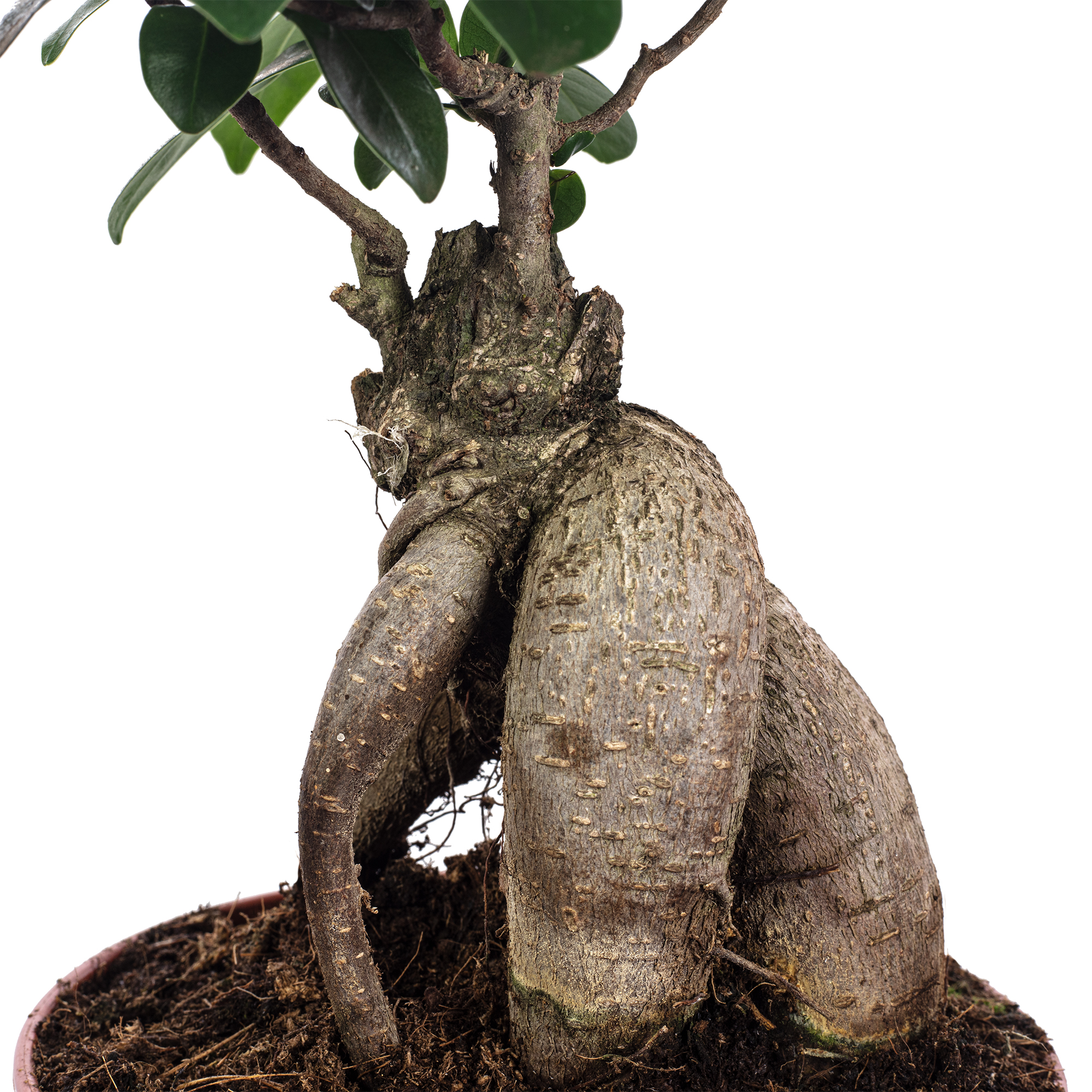 Ficus Ginseng Topfpflanze Chinesische Feige Ficus Ginseng  Pflegeleichte  Zimmerpflanze Hhe Ca. 40 Cm, Topf  17 Cm