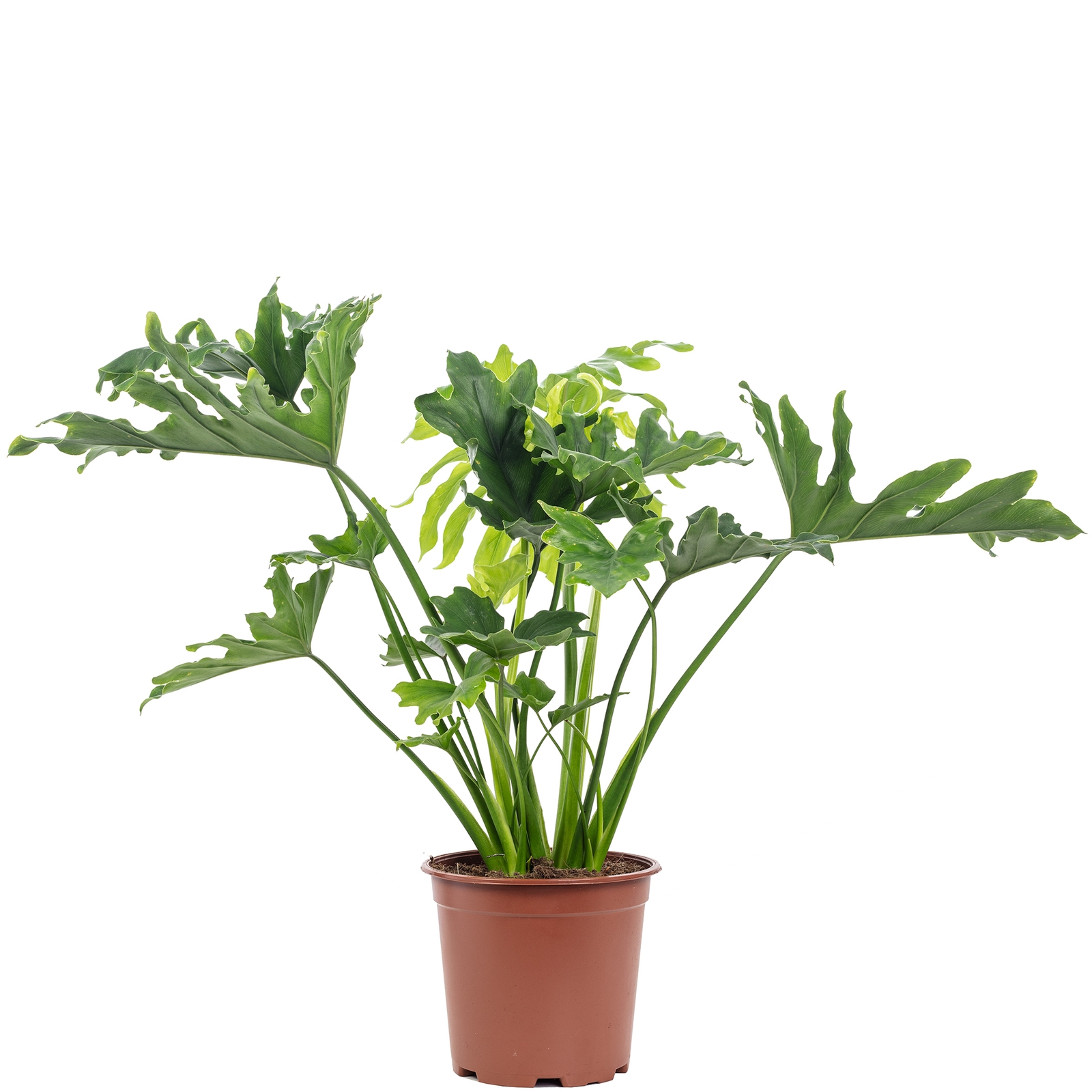 circle philodendron leaf Heartleaf Philodendron Plant (Philodendron hederaceum) – Jungle Relics