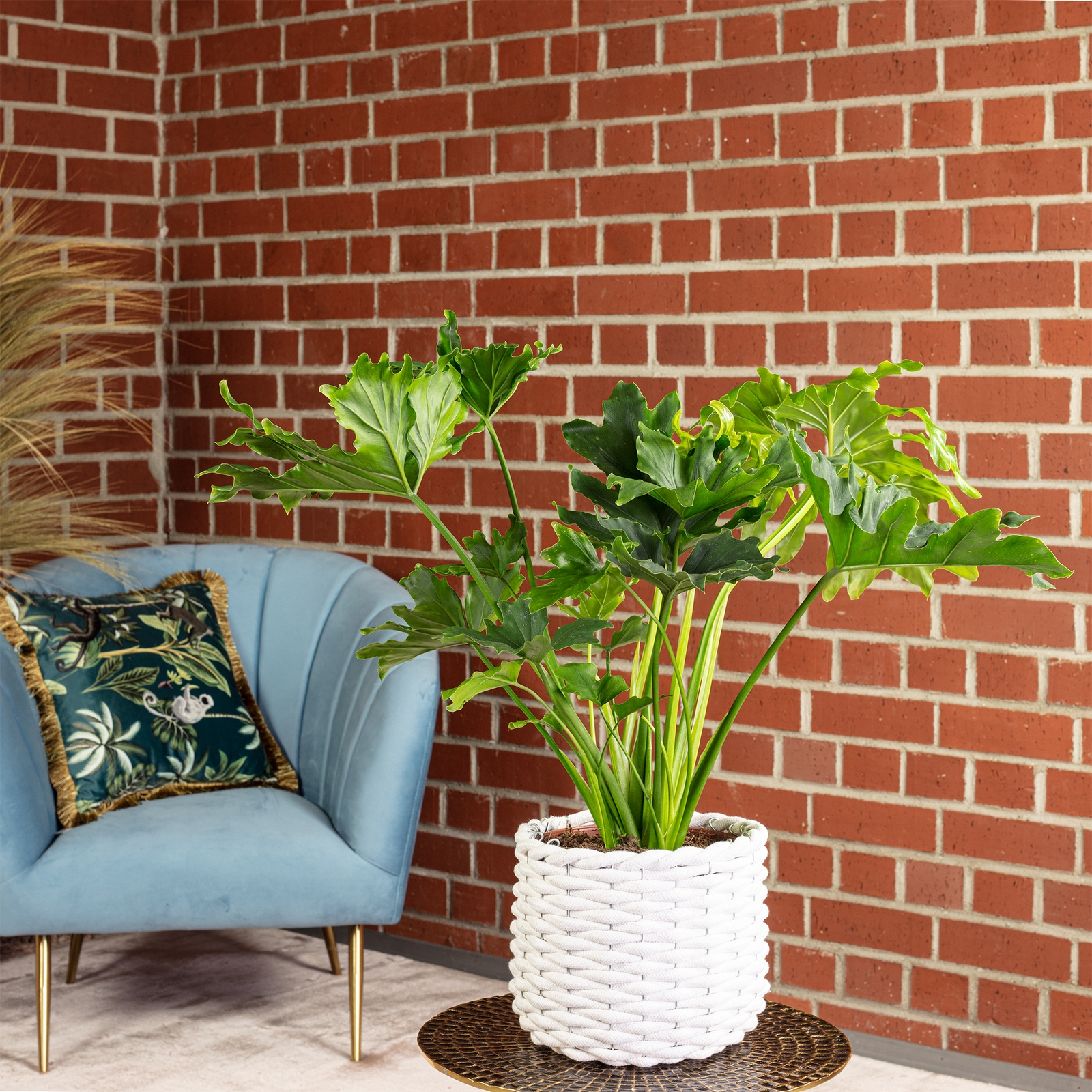 Baumfreund - Philodendron 'Selloum Hope' - Hhe ca. 75 cm, Topf- 19 cm |  Flowerbox Pro Floristikbedarf Onlineshop (vormals Blumenzentrale)