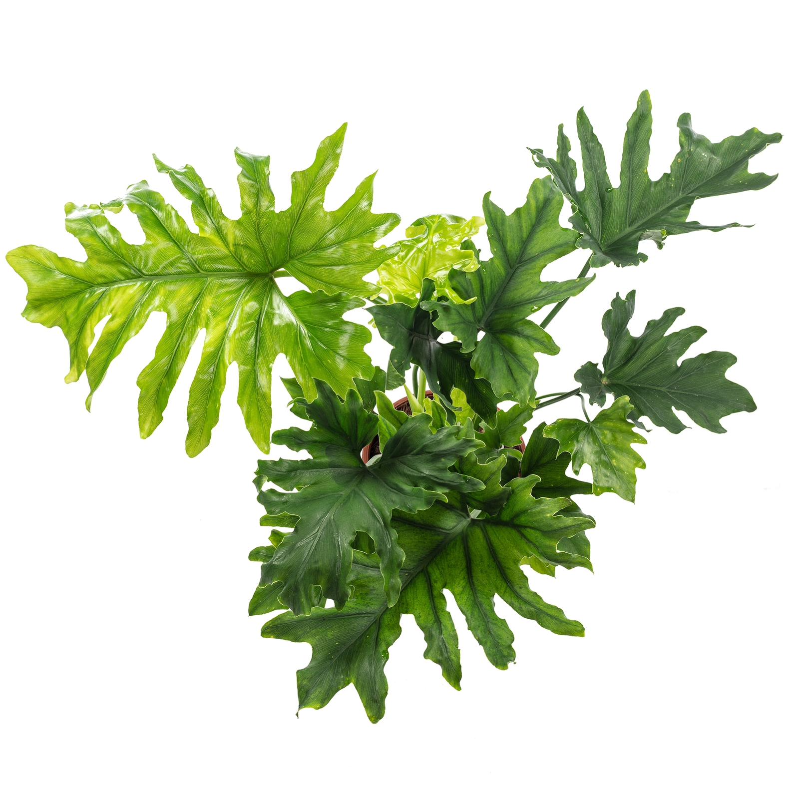 best soil mixture for zz plant ZZ Plant Imperial Potting Soil Standard Bag main image 0