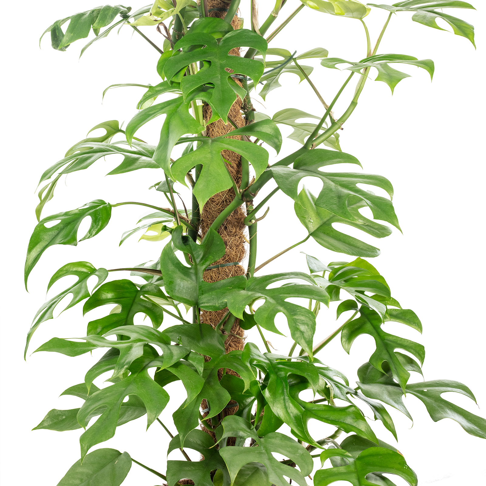 kokodama monstera minima Philodendron Mini Monstera Minima - Live Tropical Houseplants For Sale