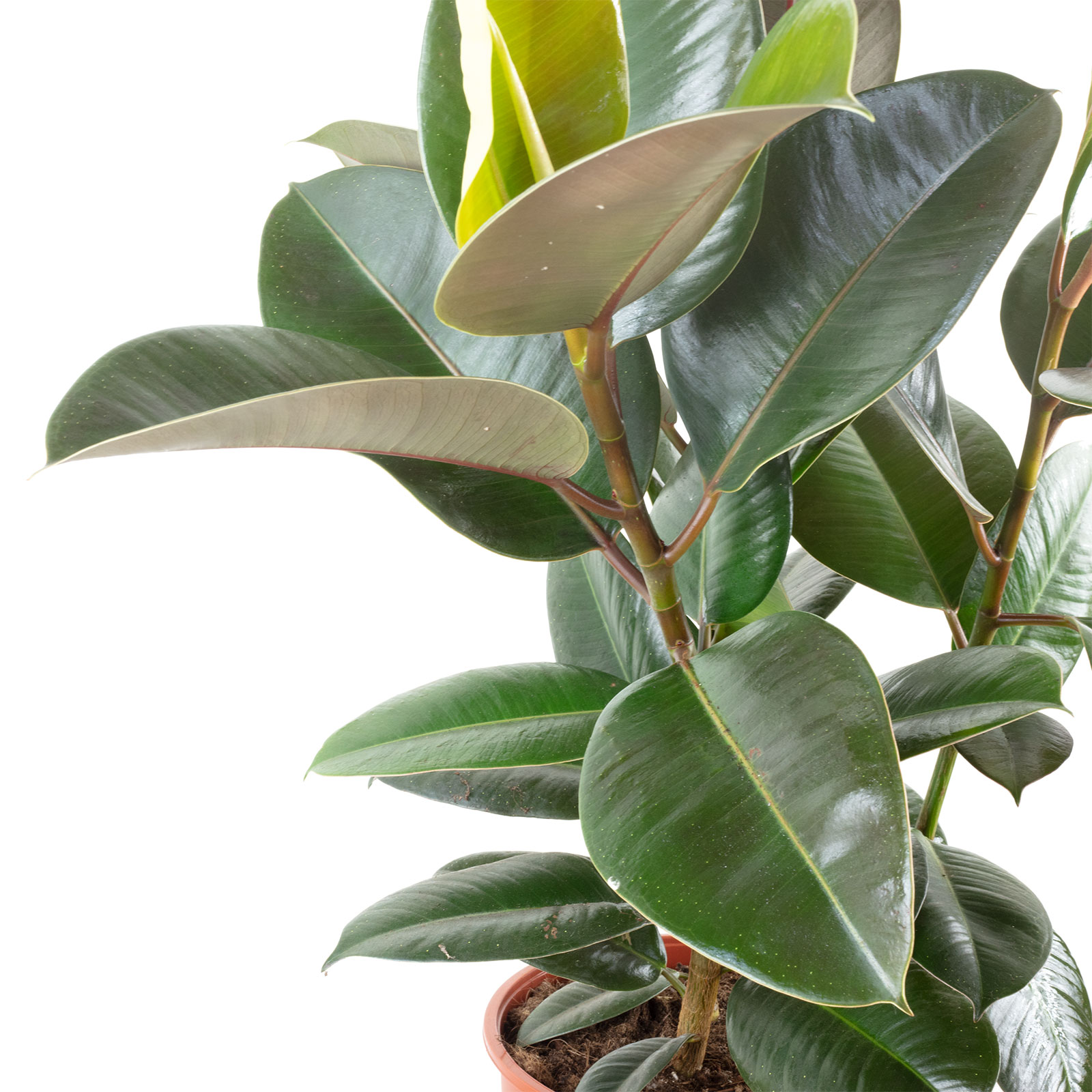 monstera deliciosa big form 100cm Large Form Monstera Deliciosa (Swiss Cheese) – Bristol Plant Man