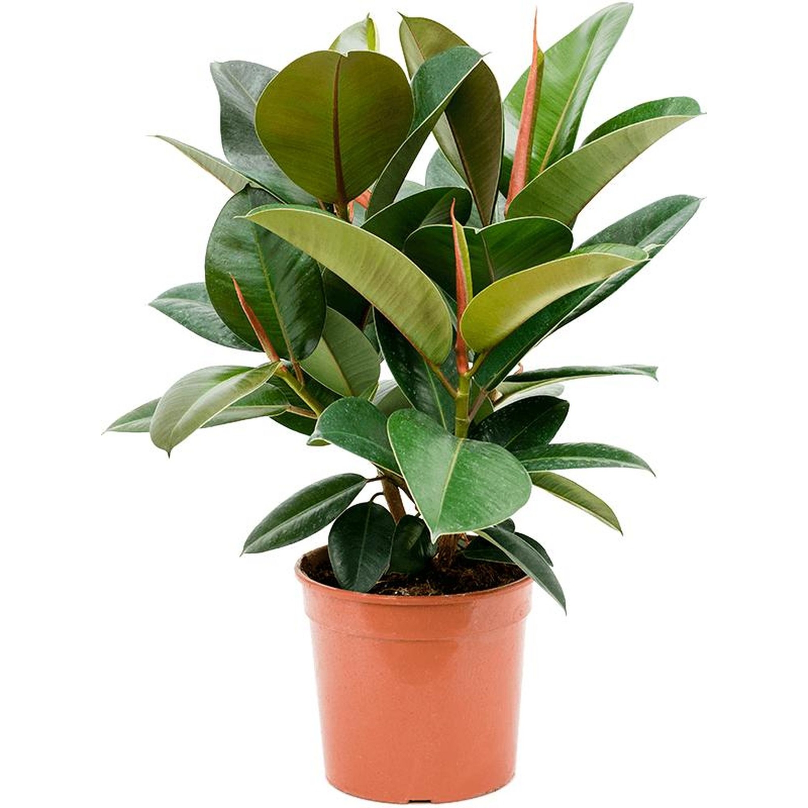 Gummibaum Busch verzweigt - Ficus elastica 'Robusta' - Hhe ca. 60 cm,  Topf- 21 cm | Flowerbox Pro Floristikbedarf Onlineshop (vormals  Blumenzentrale)