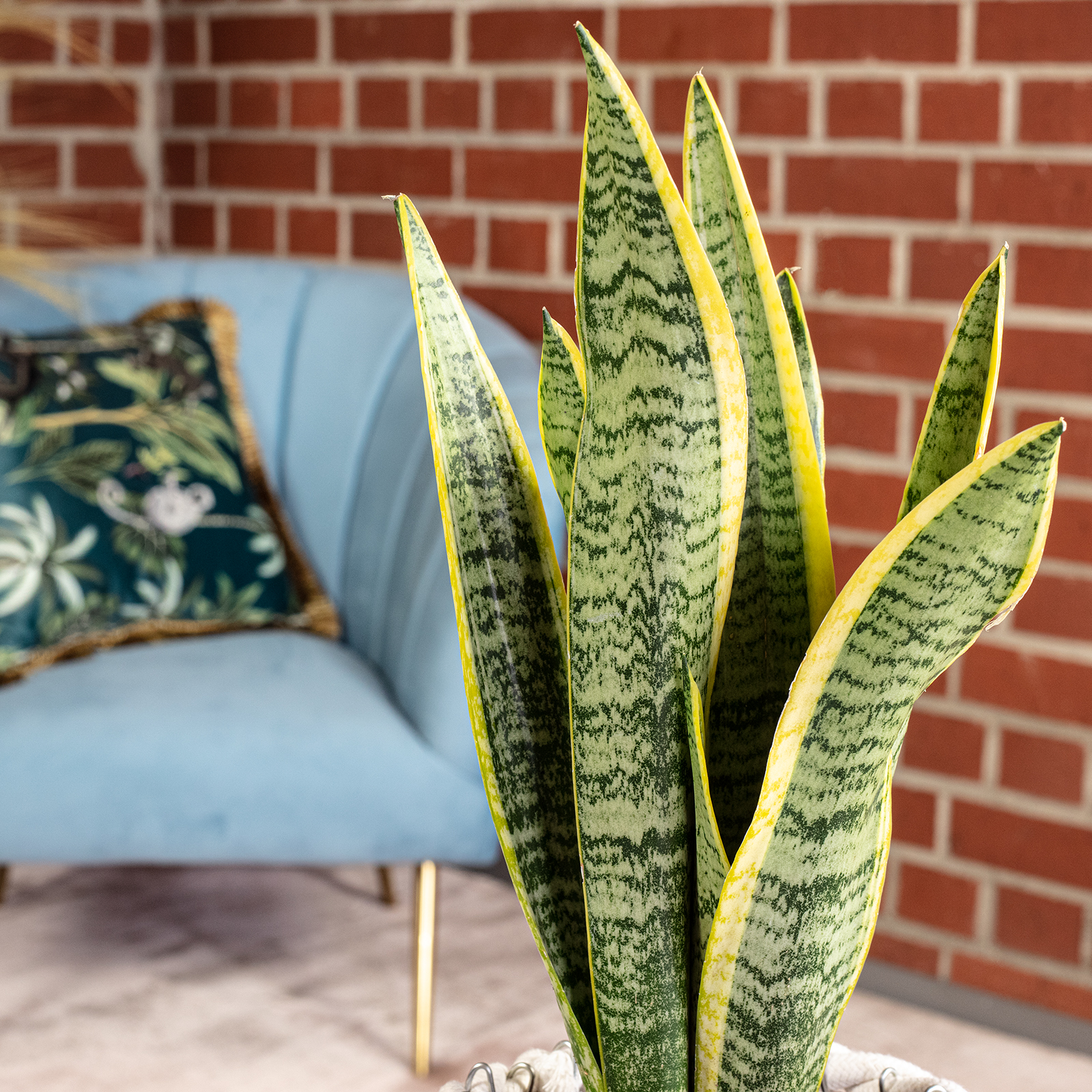Paket] Sansevieria trifasciata 'Laurentii'  Robuster Bogenhanf,  Luftreiniger, 30 cm hoch, Topf- 12 cm | Flowerbox Pro Floristikbedarf  Onlineshop (vormals Blumenzentrale)