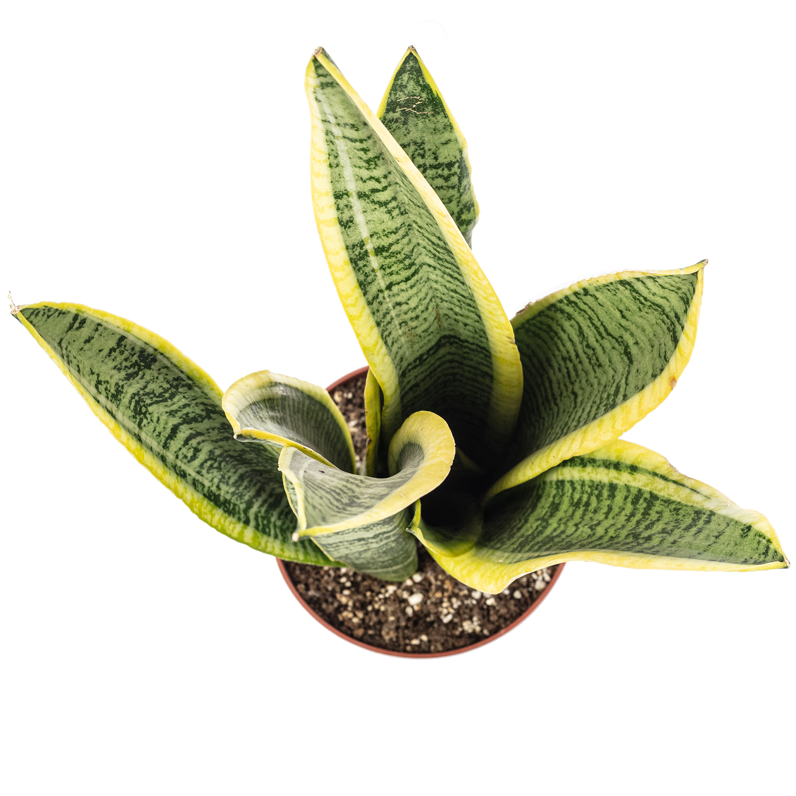 Sansevieria trifasciata 'Laurentii'  Robuster Bogenhanf, Luftreiniger, 30  cm ho | eBay.de