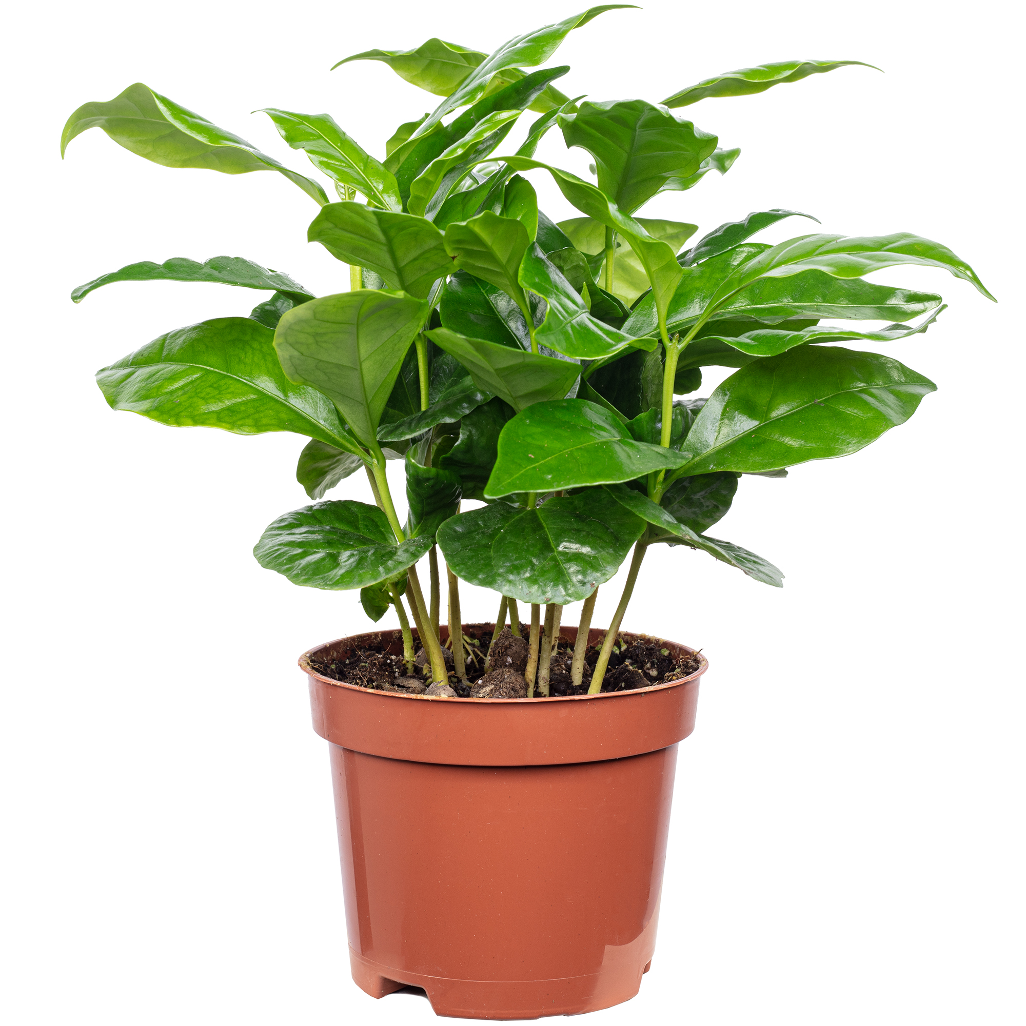 gummibaum kaufen ikea SPECIAL OFFER Großer Gummibaum, 100cm – Green Me Up main image 0