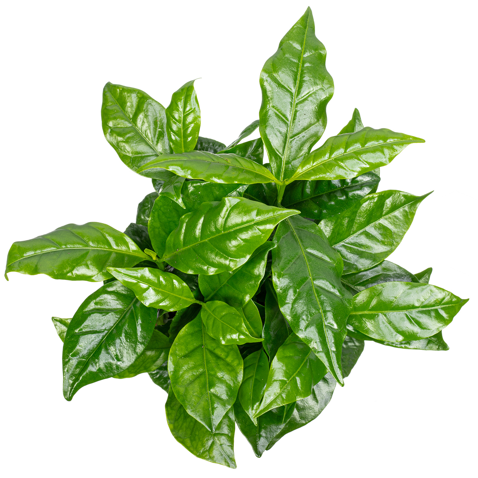 Coffea arabica  Exotische Kaffeepflanze fr dein Zuhause, ca. 15 cm hoch,  Topf- | eBay.de